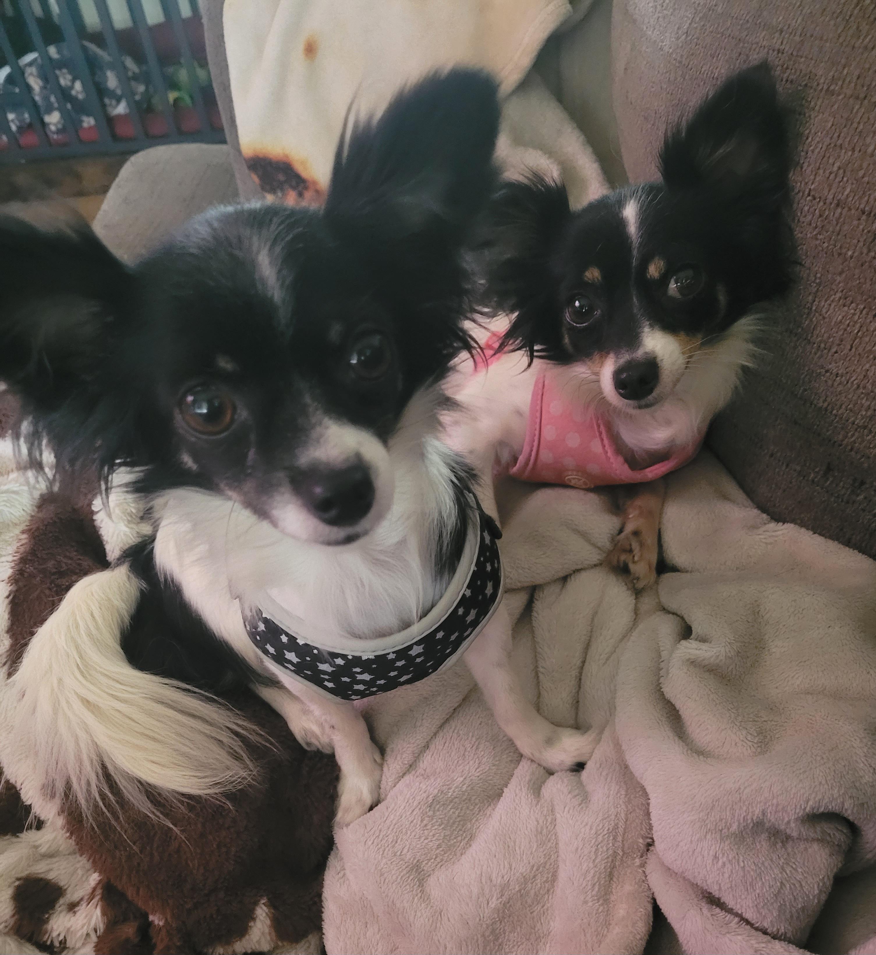 Enlarge Lilly & Lana, a Adoptable mixed breed in Tampa, FL image 4/4