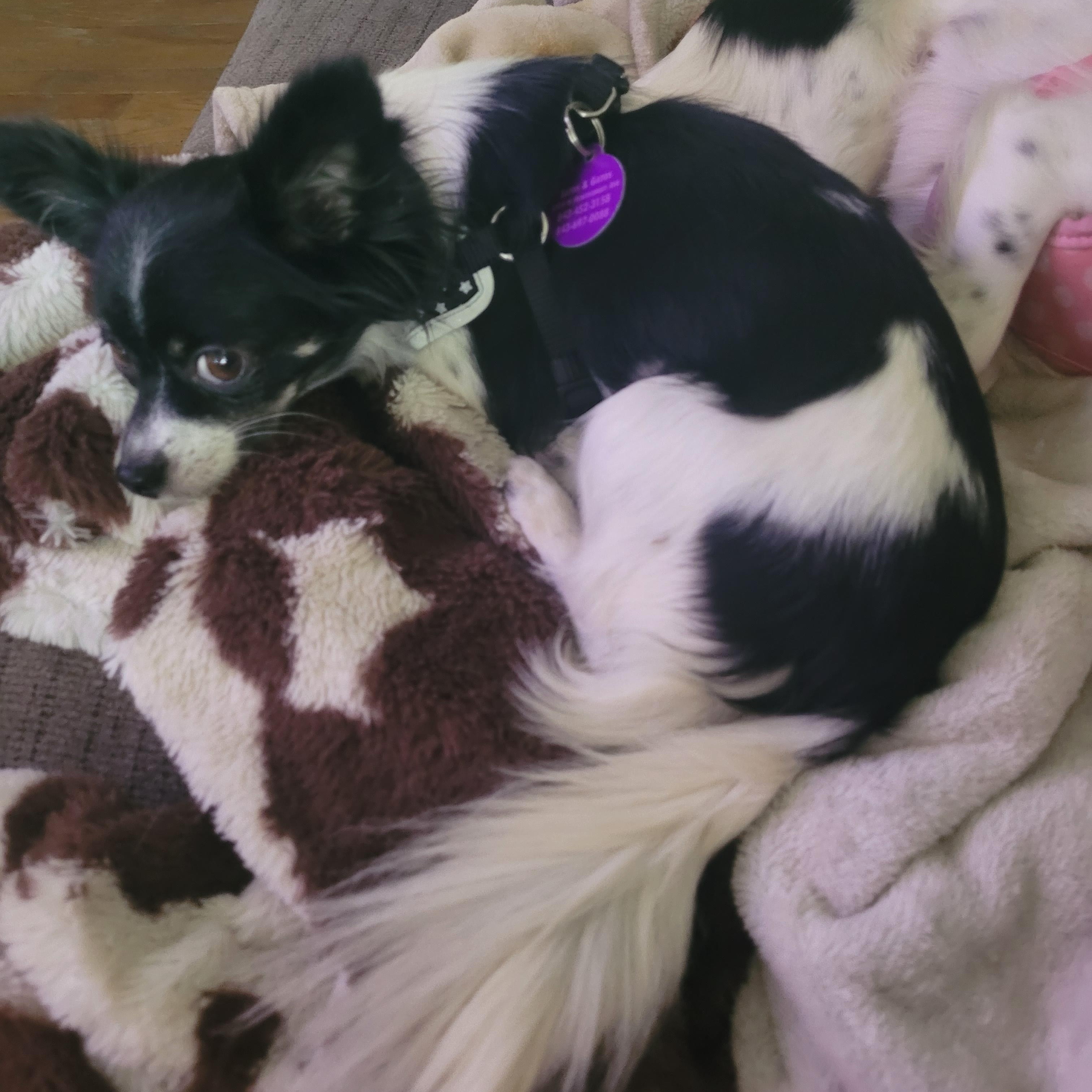 Enlarge Lilly & Lana, a Adoptable mixed breed in Tampa, FL image 3/4