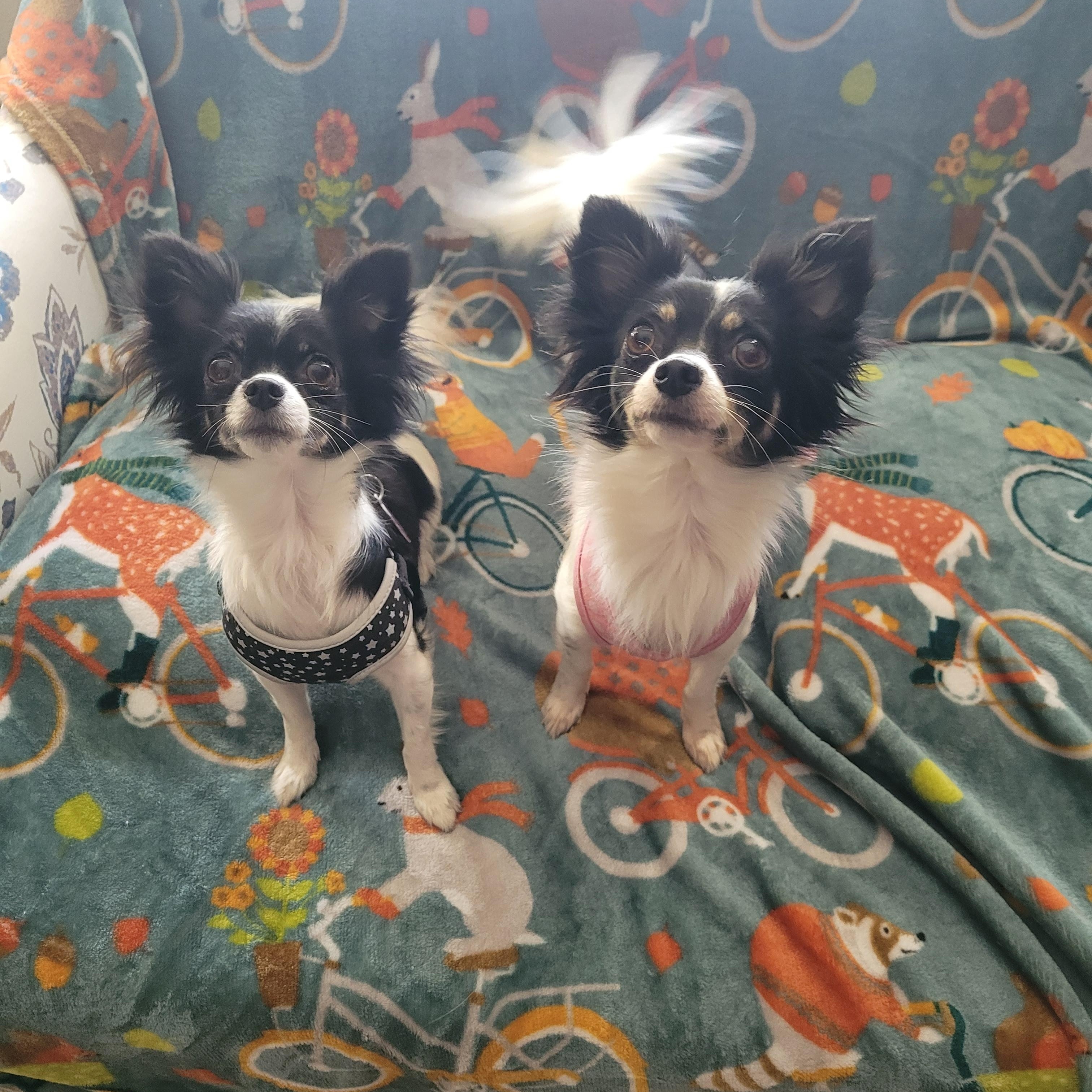 Enlarge Lilly & Lana, a Adoptable mixed breed in Tampa, FL image 1/4