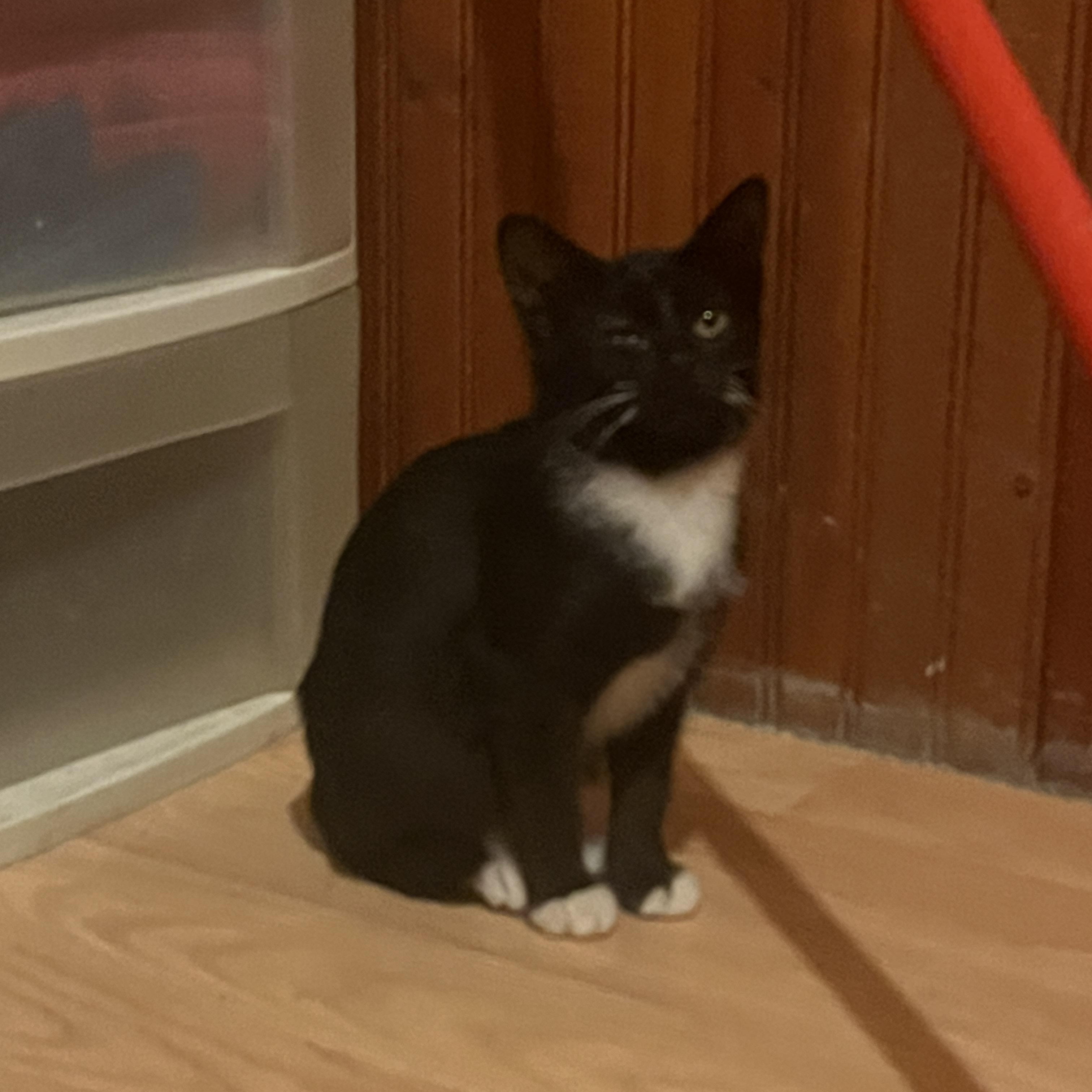 Lily, Adoptable, Kitten Female Tuxedo.