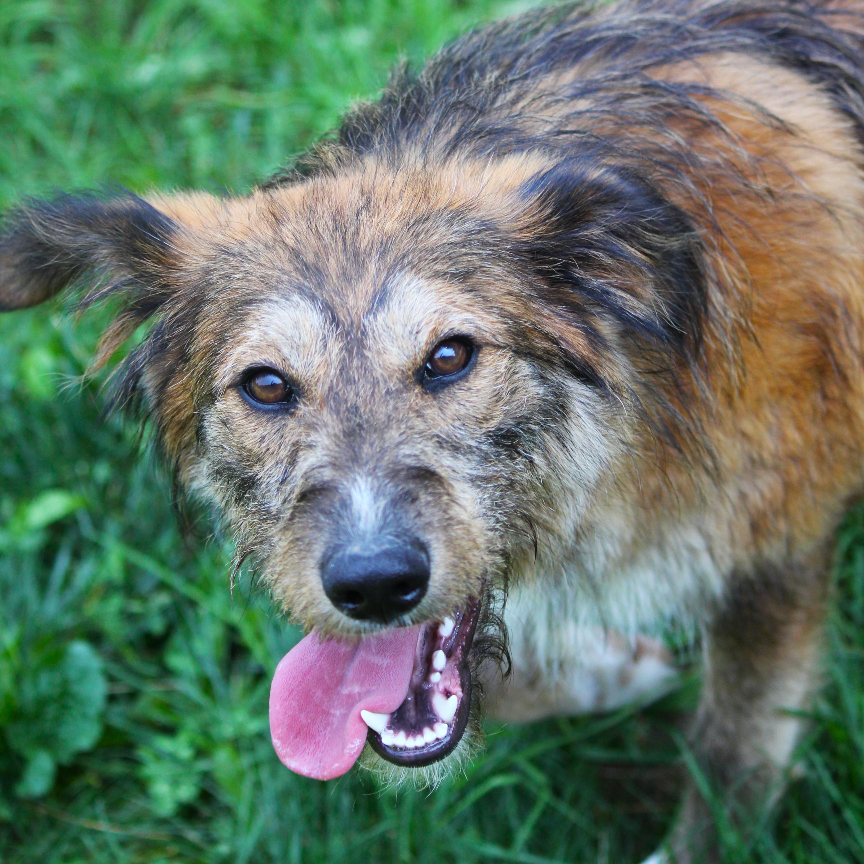 Nallie, adopted, Puppy Female Shepherd & Goldendoodle.