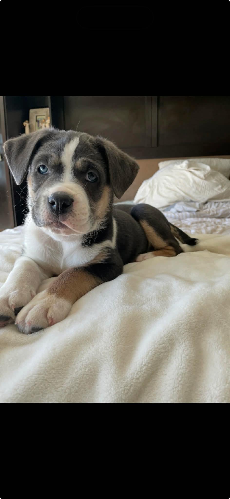 Harper , a ADOPTABLE mixed breed in Winnipeg, MB image 3/3