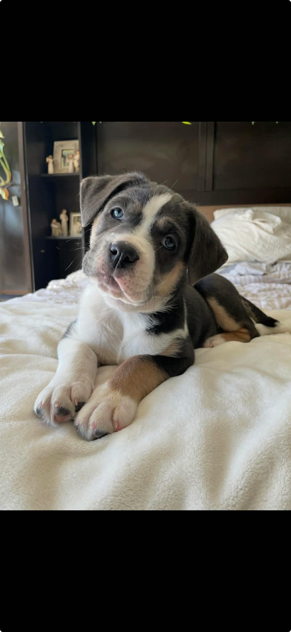 Harper , a ADOPTABLE mixed breed in Winnipeg, MB image 2/3