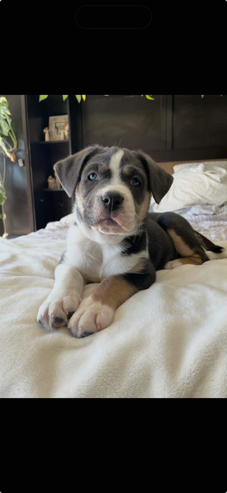 Harper , a ADOPTABLE mixed breed in Winnipeg, MB image 1/3