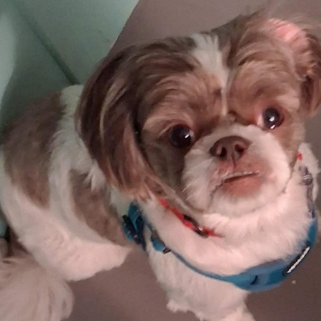Samson, Adoptable, Adult Male Shih Tzu.