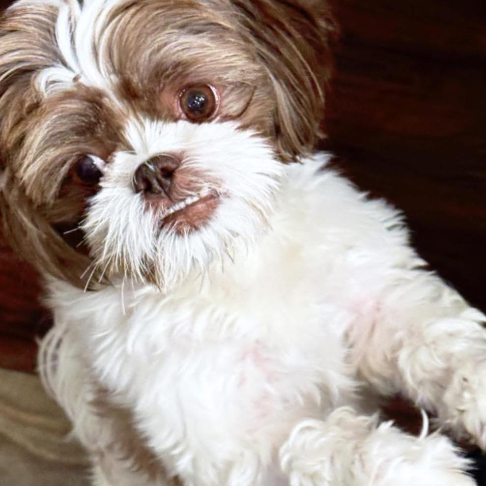 Samson, a Adoptable Shih Tzu in Gulfport, MS image 2/6