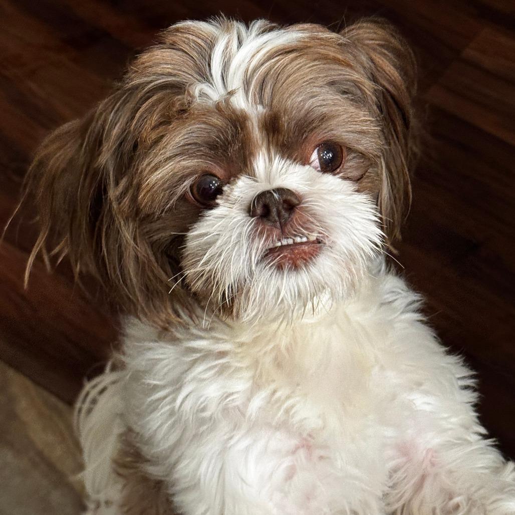 Samson, a Adoptable Shih Tzu in Gulfport, MS image 3/6