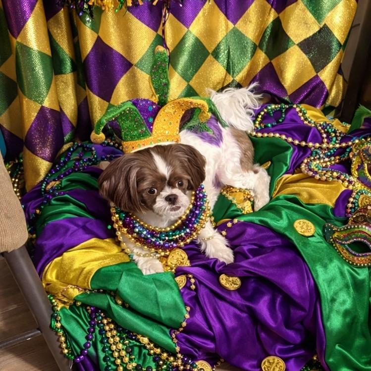 Samson, a Adoptable Shih Tzu in Gulfport, MS image 4/6