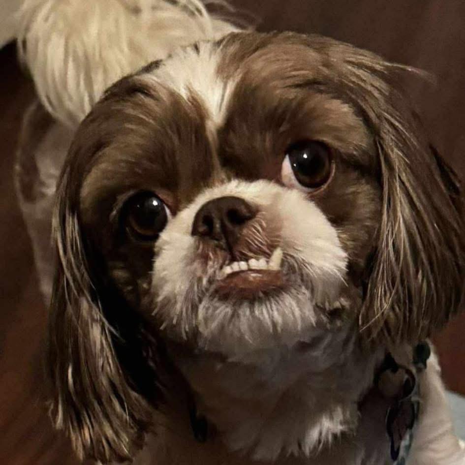 Samson, a Adoptable Shih Tzu in Gulfport, MS image 5/6