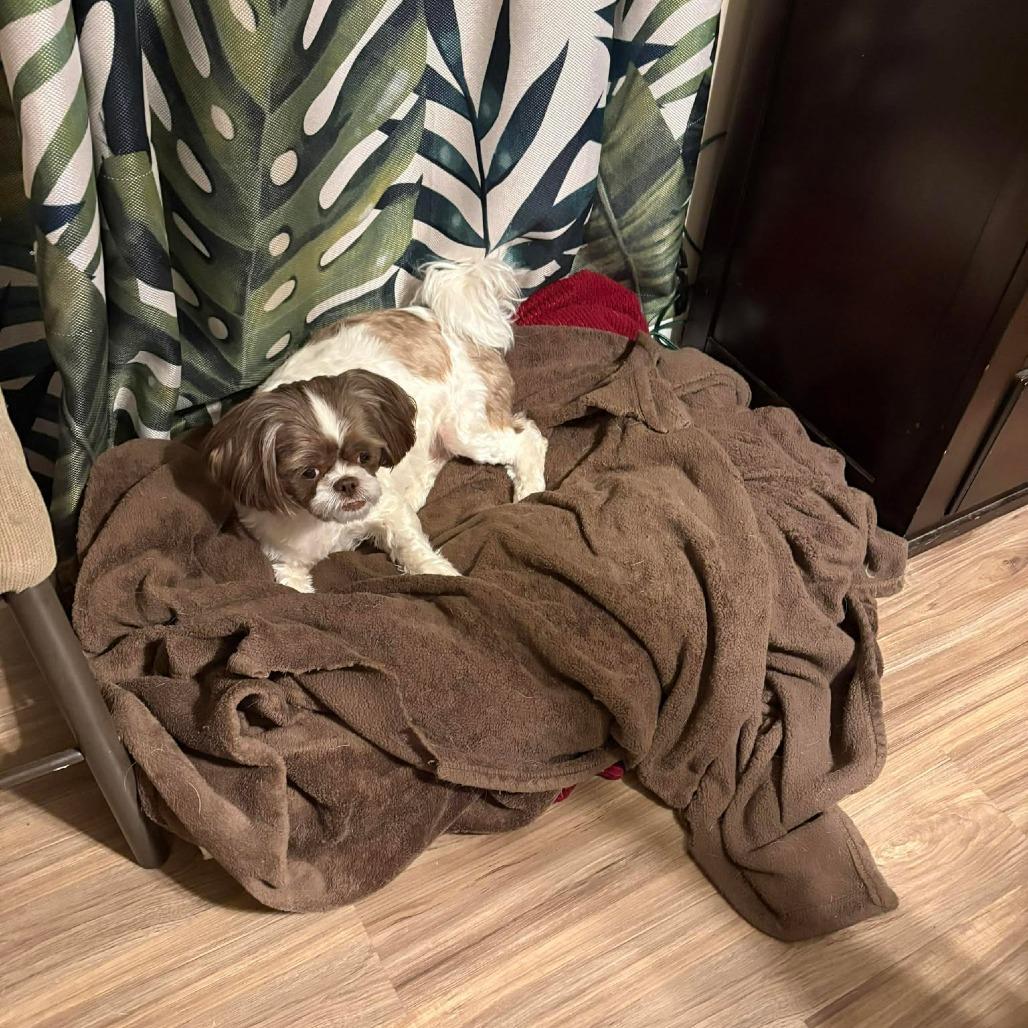 Samson, a Adoptable Shih Tzu in Gulfport, MS image 6/6