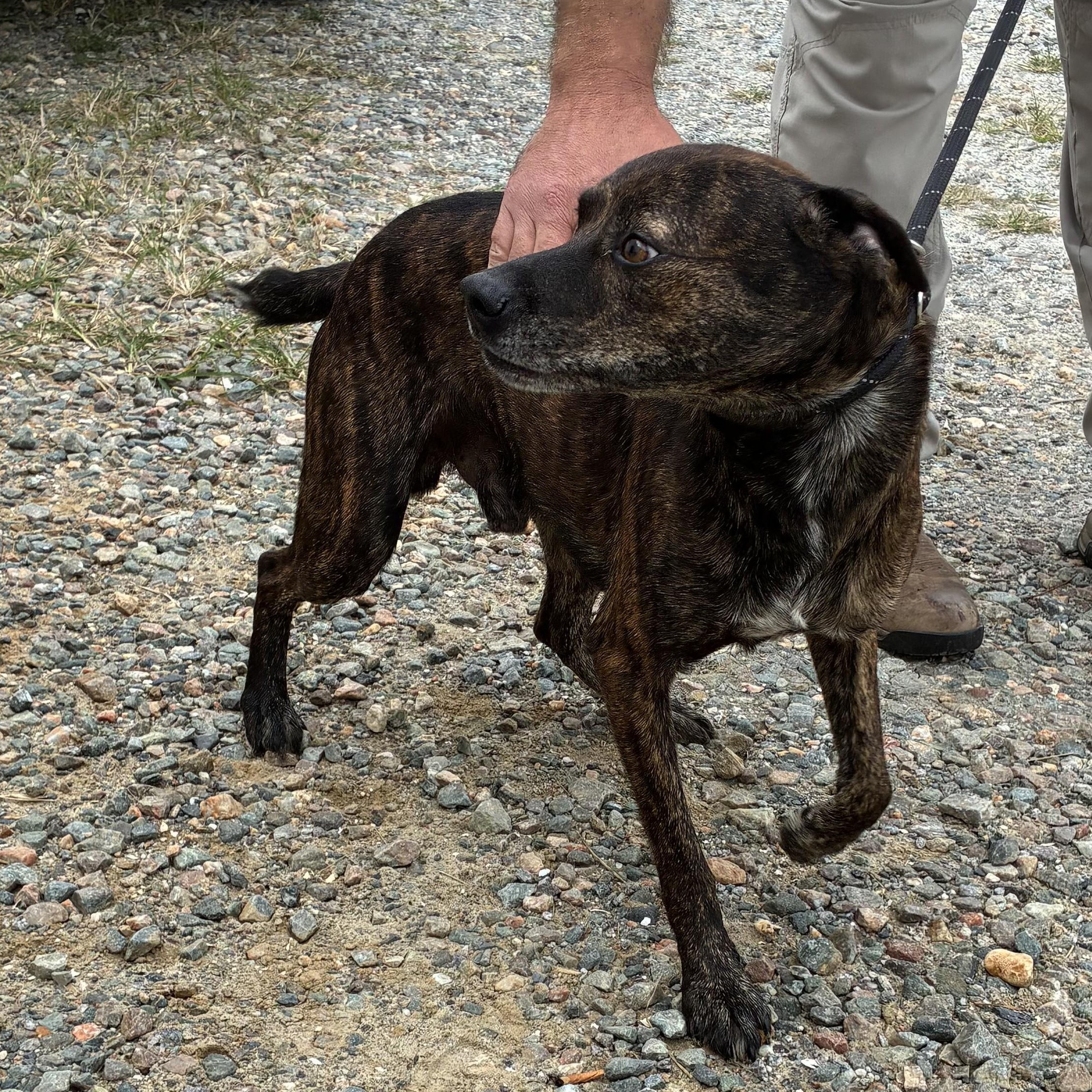 Grizzly, Adoptable, Young Male Mountain Cur.