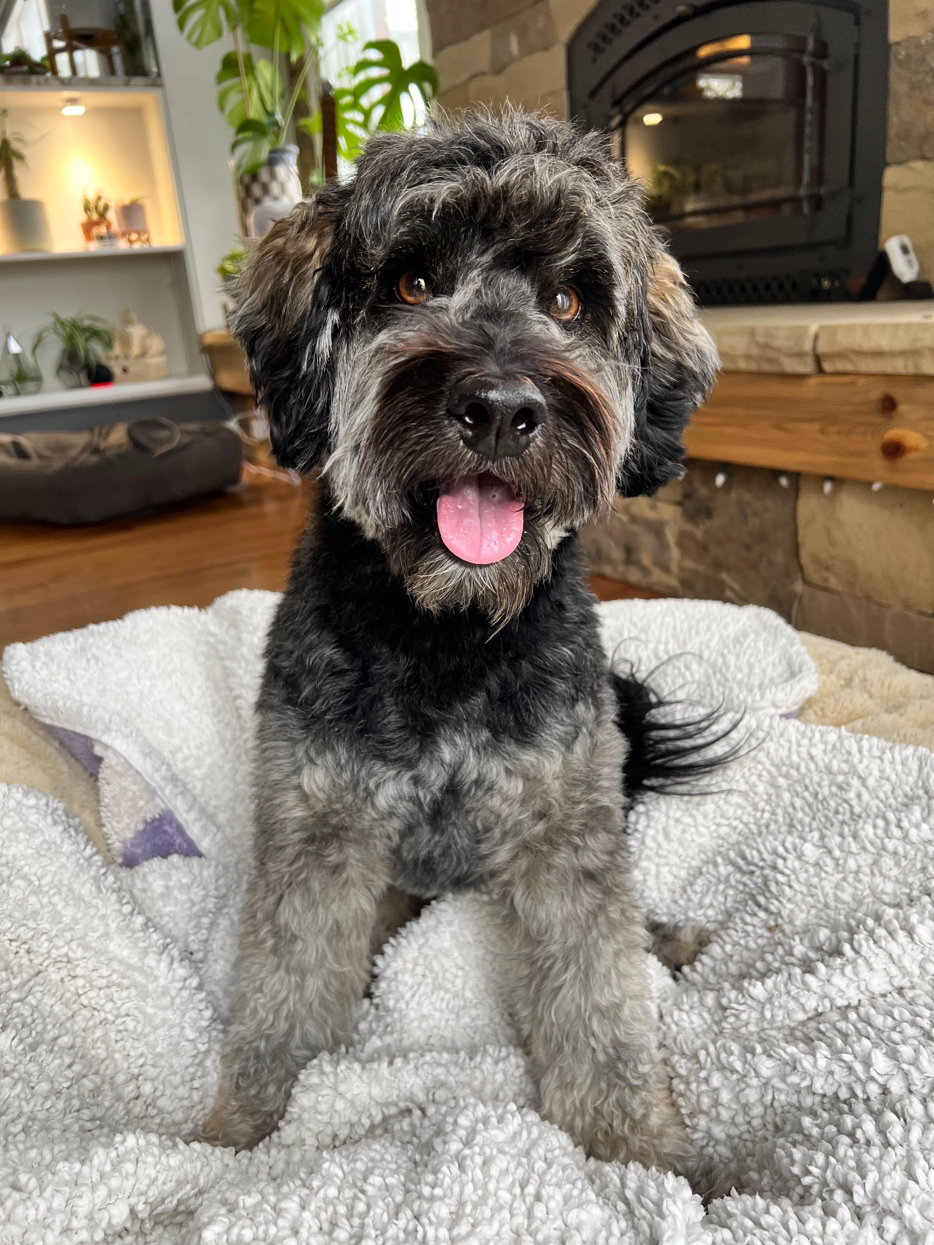 Koda — thumbnail 2