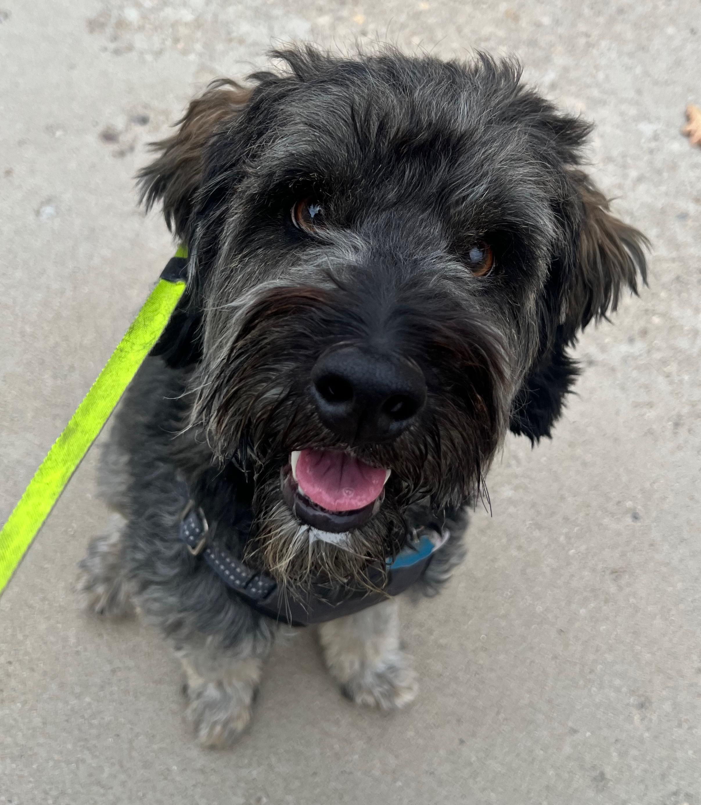 Koda — thumbnail 3