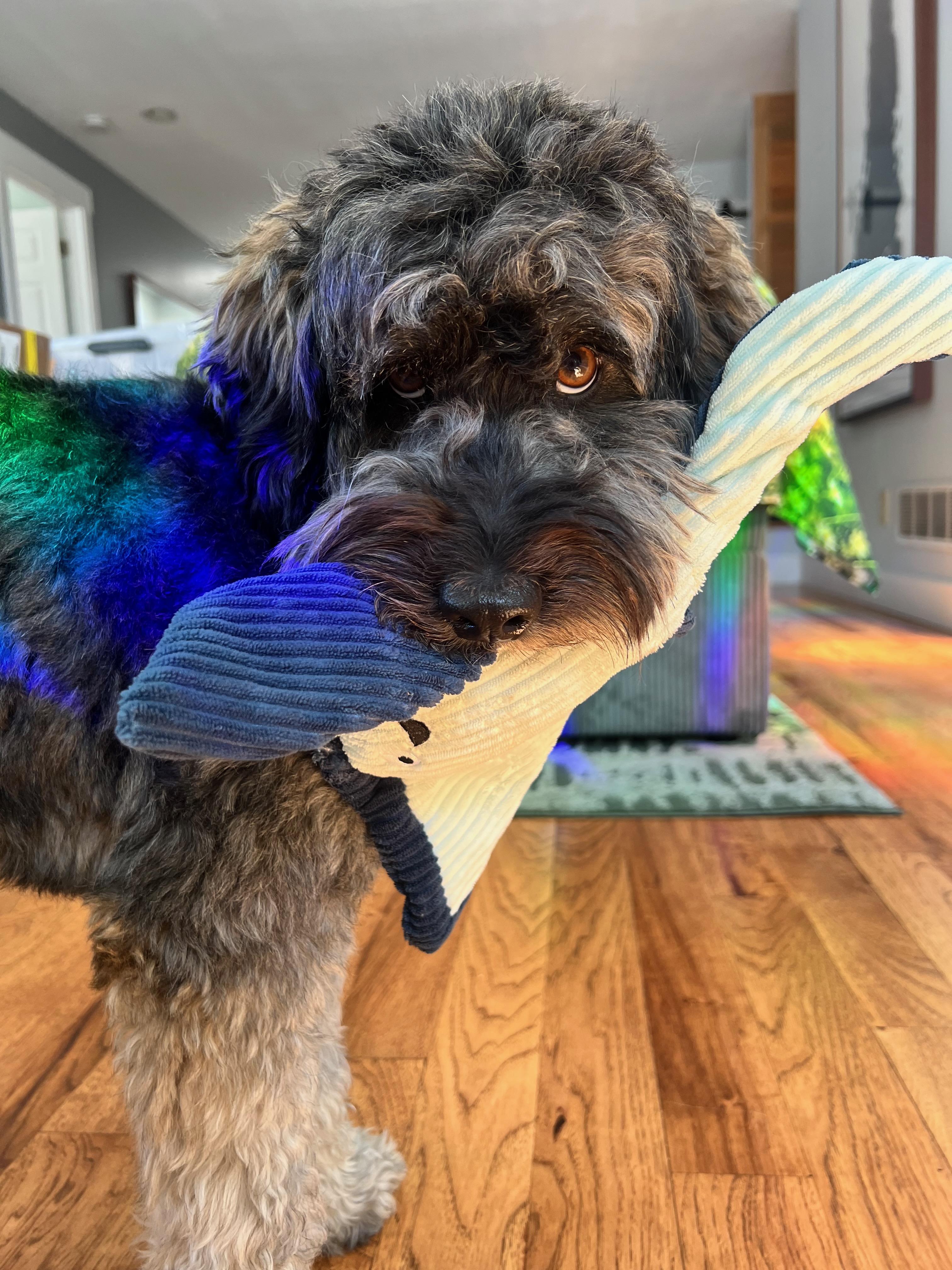 Koda — thumbnail 4