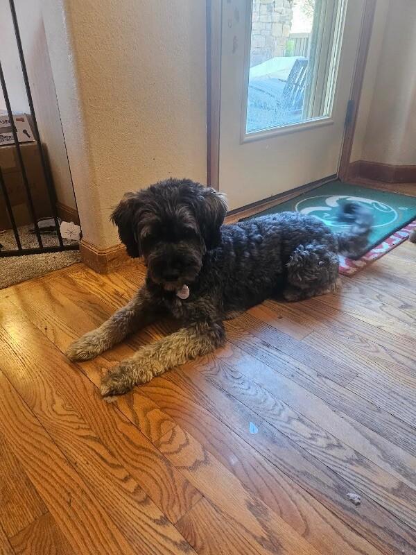 Koda — thumbnail 5