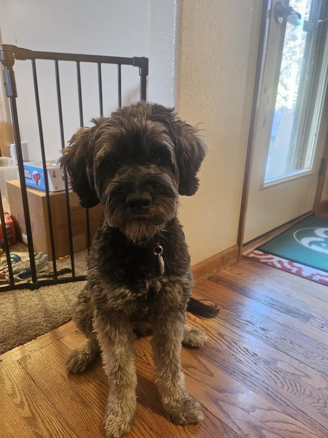 Koda — thumbnail 6