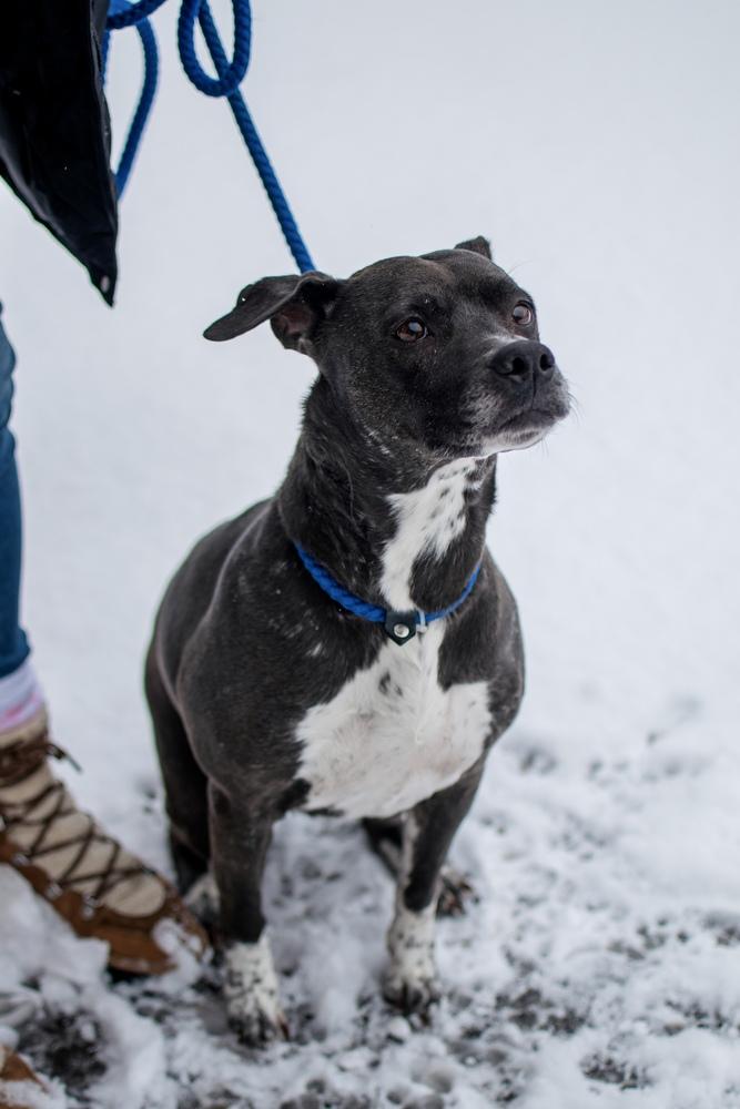 Enlarge Millie, a Adoptable mixed breed in Frankfort, NY image 1/3