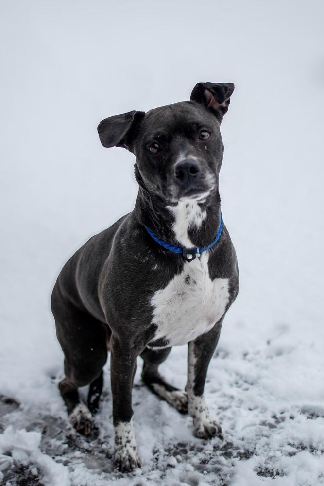 Enlarge Millie, a Adoptable mixed breed in Frankfort, NY image 2/3