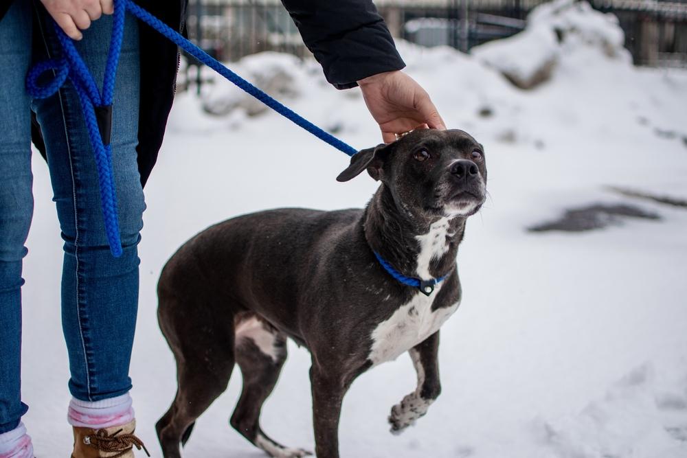 Enlarge Millie, a Adoptable mixed breed in Frankfort, NY image 3/3