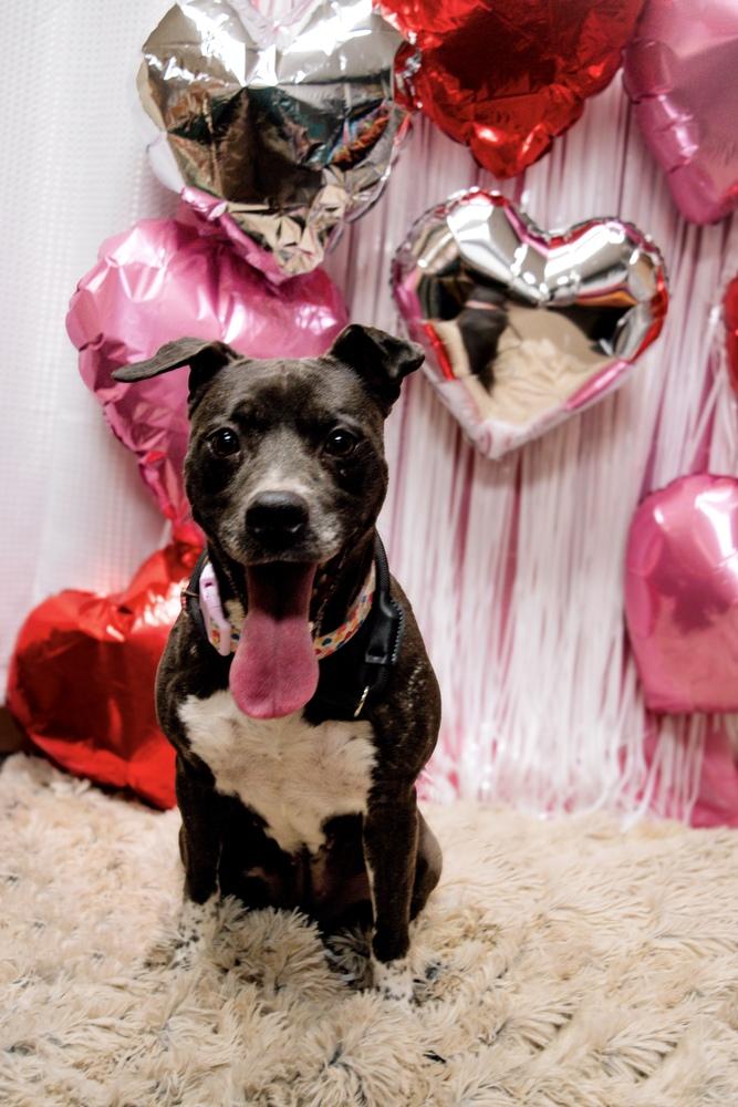 Enlarge Millie, a Adoptable mixed breed in Frankfort, NY image 4/6