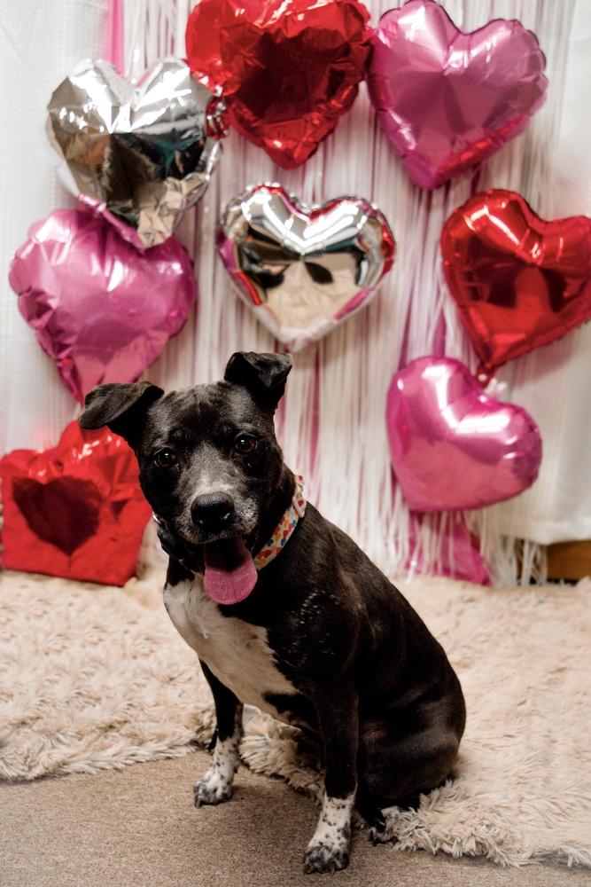 Enlarge Millie, a Adoptable mixed breed in Frankfort, NY image 5/6