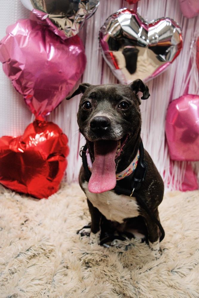 Millie, Adoptable, Adult Female Pit Bull Terrier.