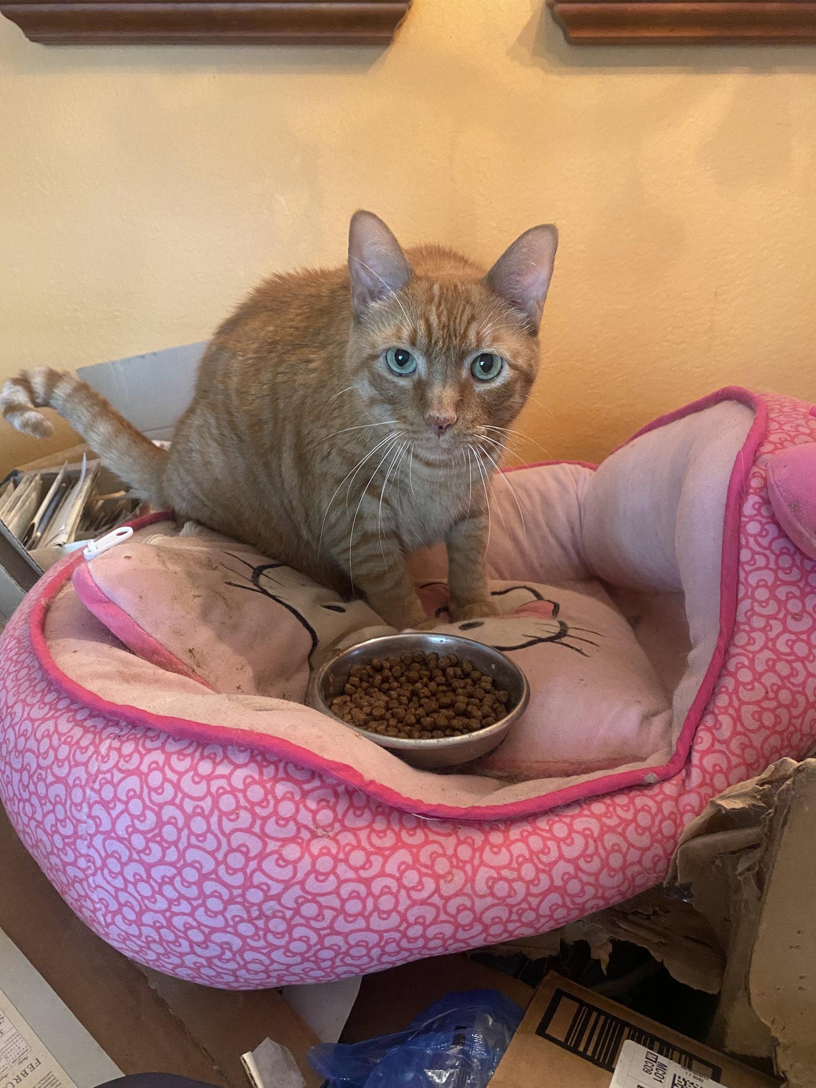 Enlarge Finn, a Adopted Domestic Short Hair in Tampa, FL image 1/1