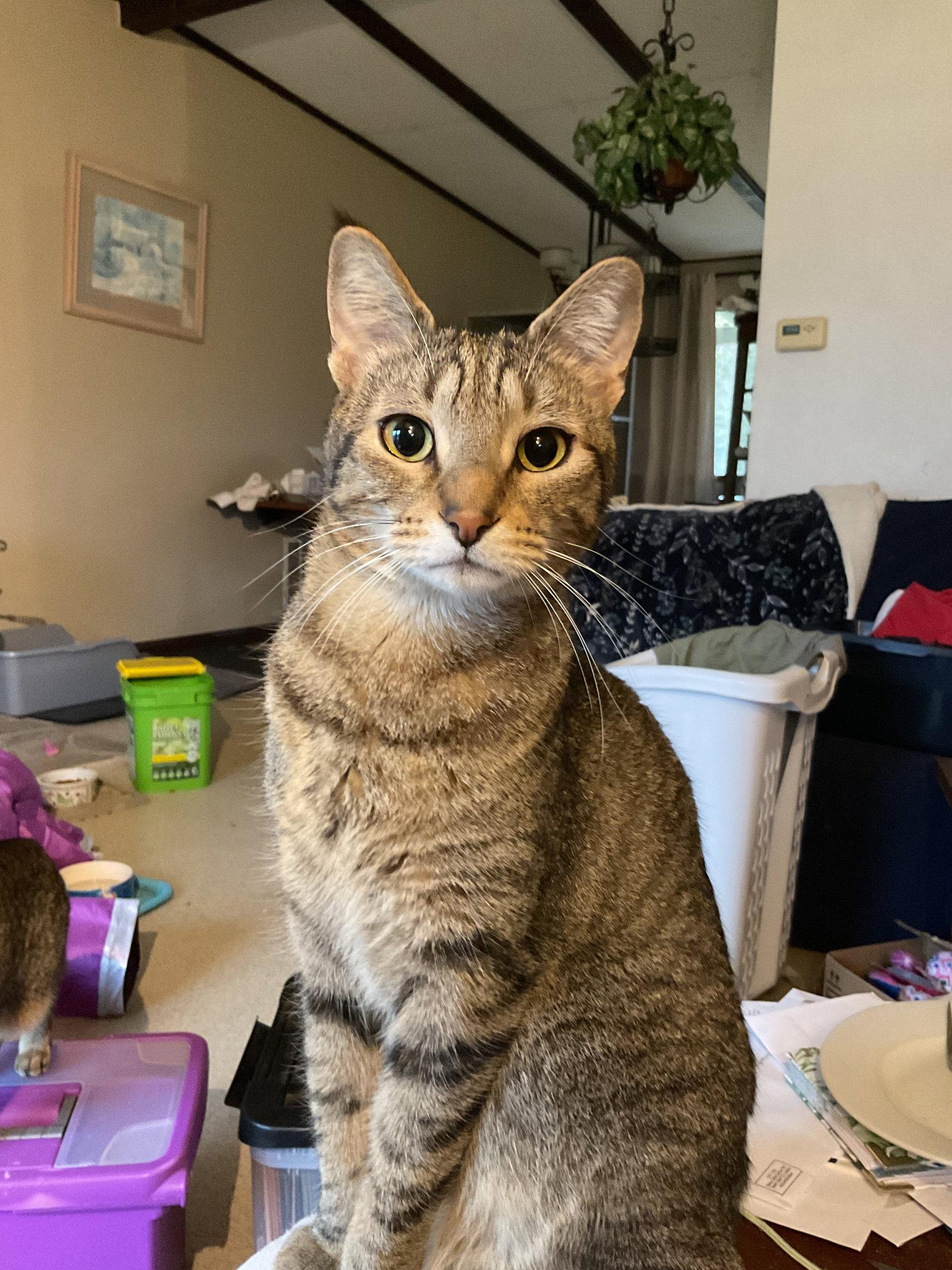 Riley, Adoptable, Young Male Domestic Short Hair.