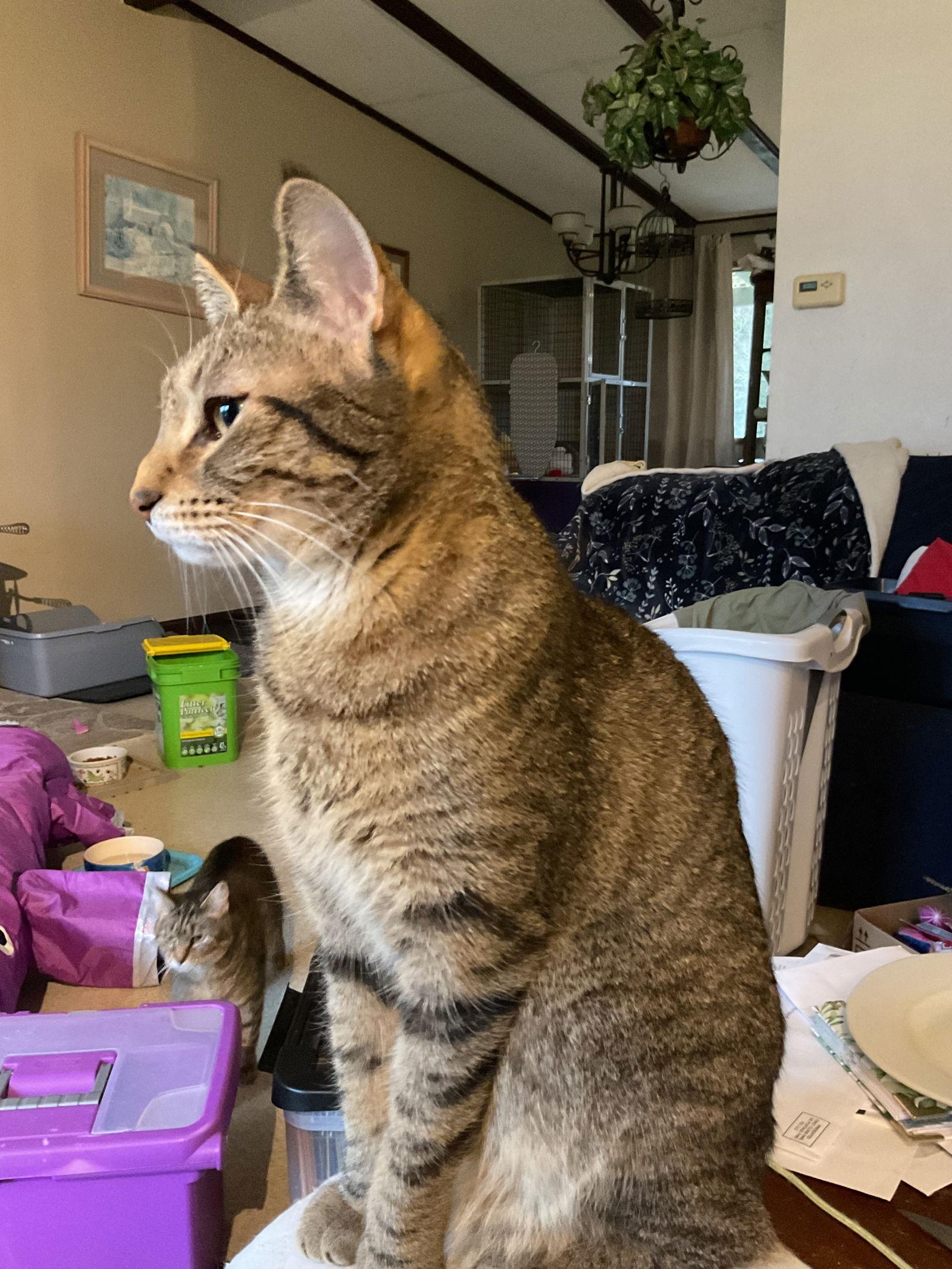 Enlarge Riley, a Adoptable Domestic Short Hair in Burlington, WA image 1/2