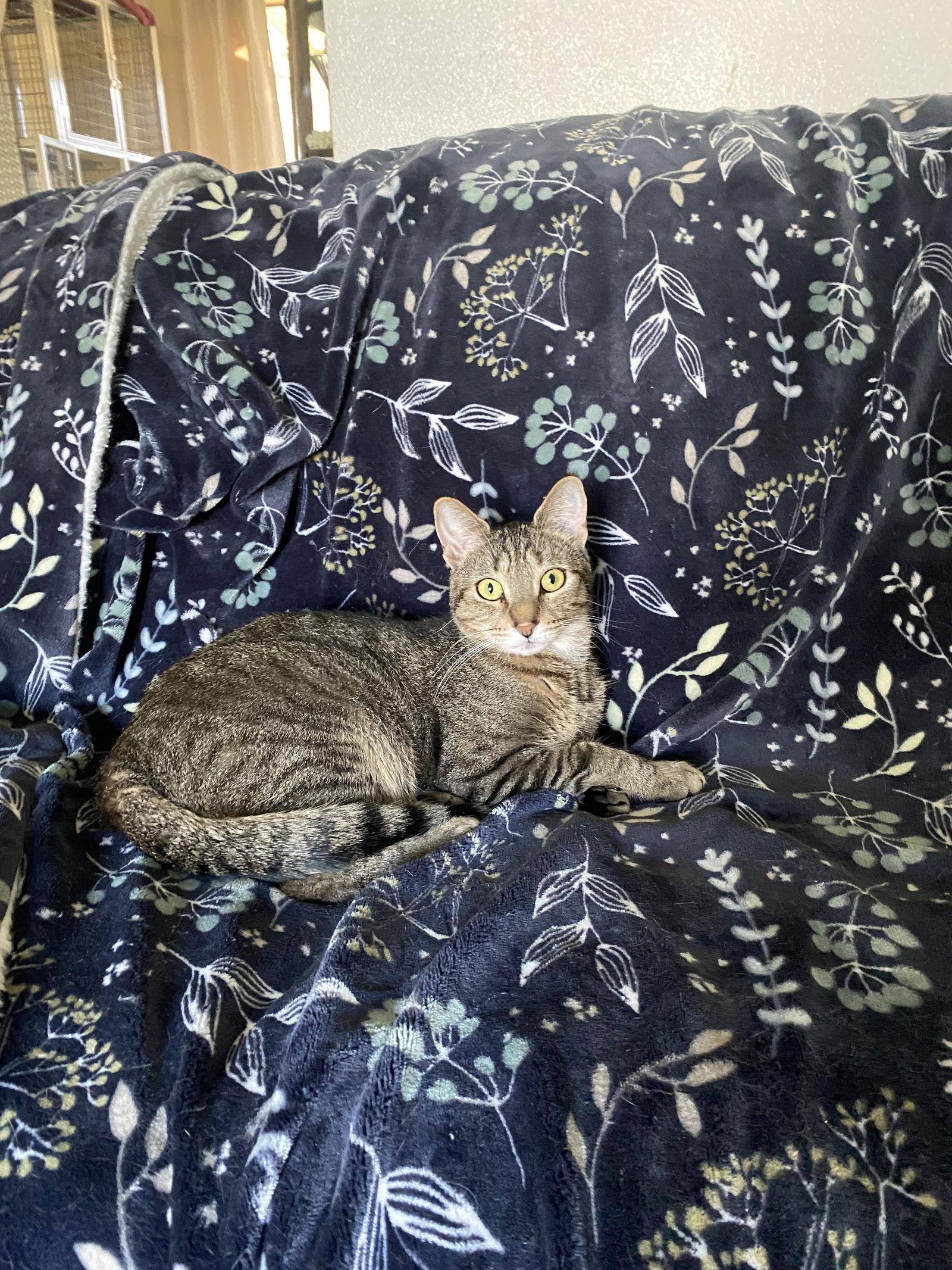 Enlarge Riley, a Adoptable Domestic Short Hair in Burlington, WA image 2/2