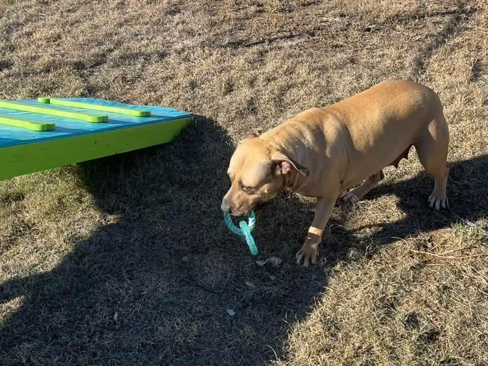Enlarge Funyuns, a Adoptable mixed breed in Canyon, TX image 2/4