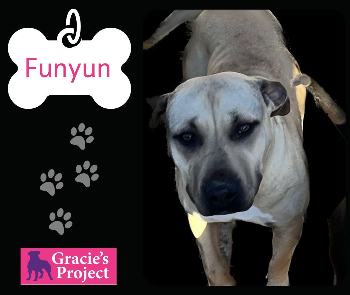 Enlarge Funyuns, a Adoptable mixed breed in Canyon, TX image 3/4
