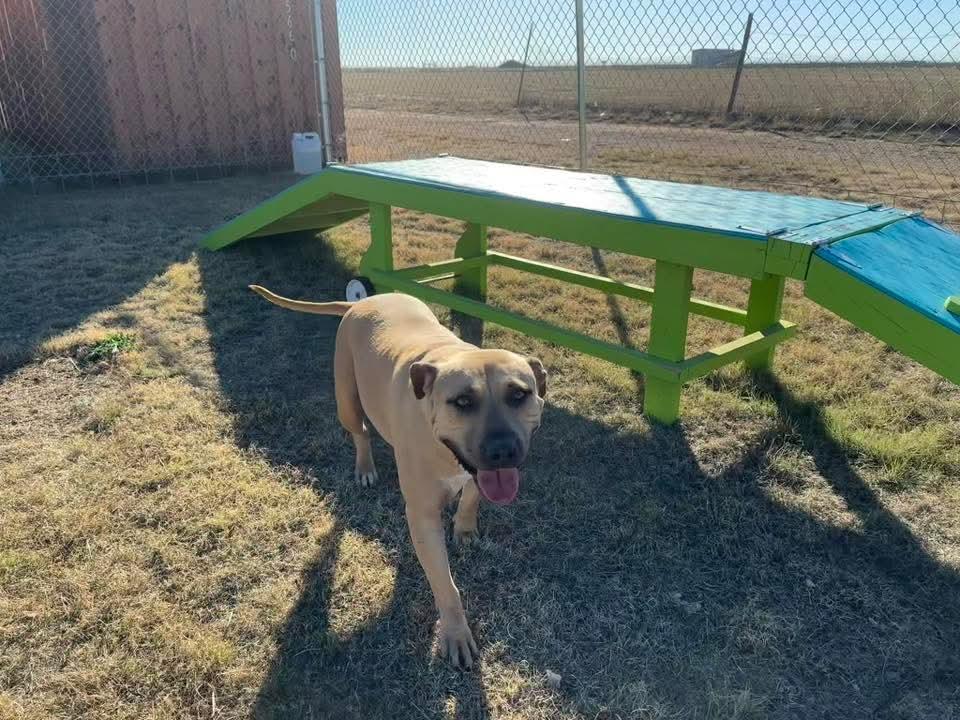 Enlarge Funyuns, a Adoptable mixed breed in Canyon, TX image 1/4