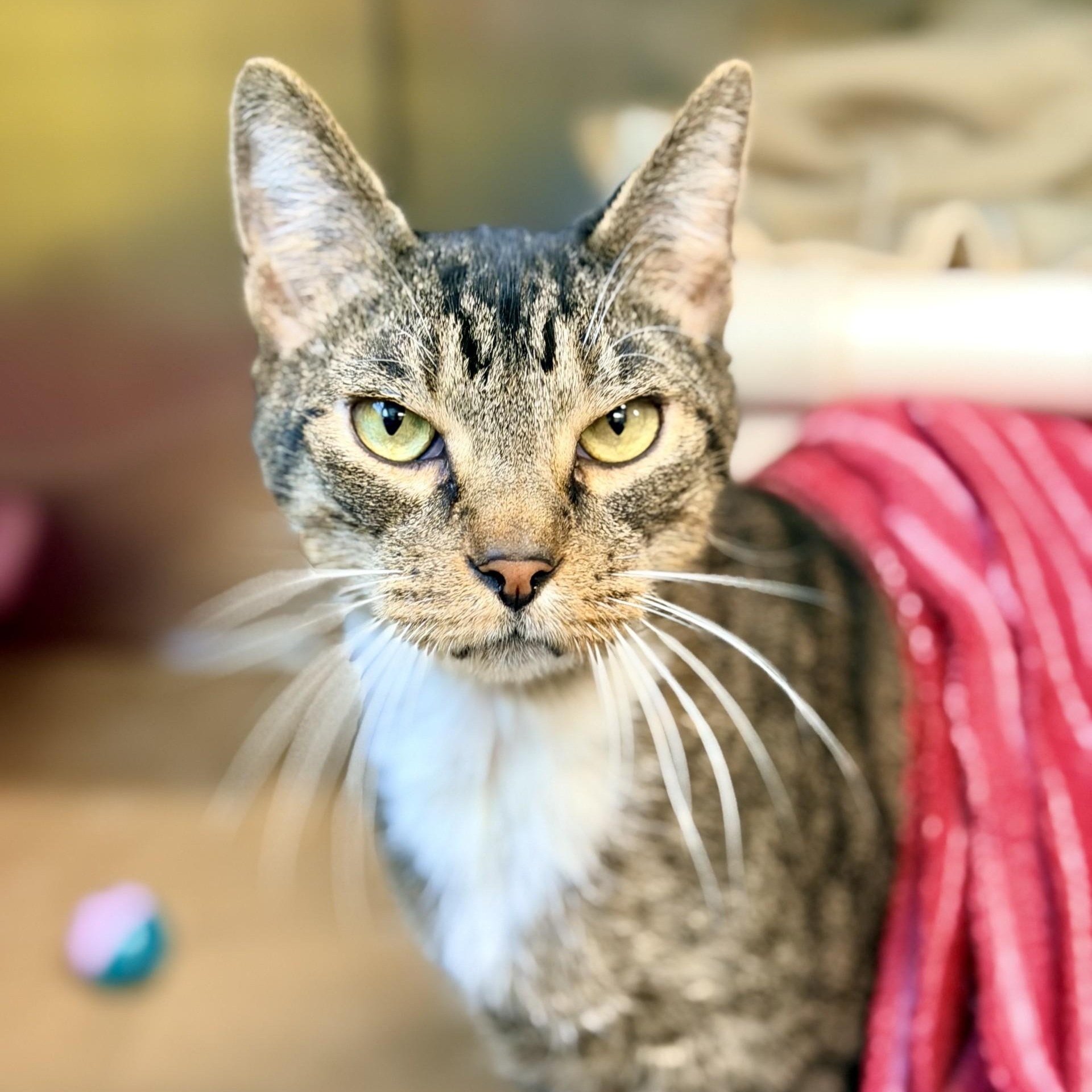 Enlarge Judah, a ADOPTABLE Domestic Short Hair in Jackson, NJ image 2/2