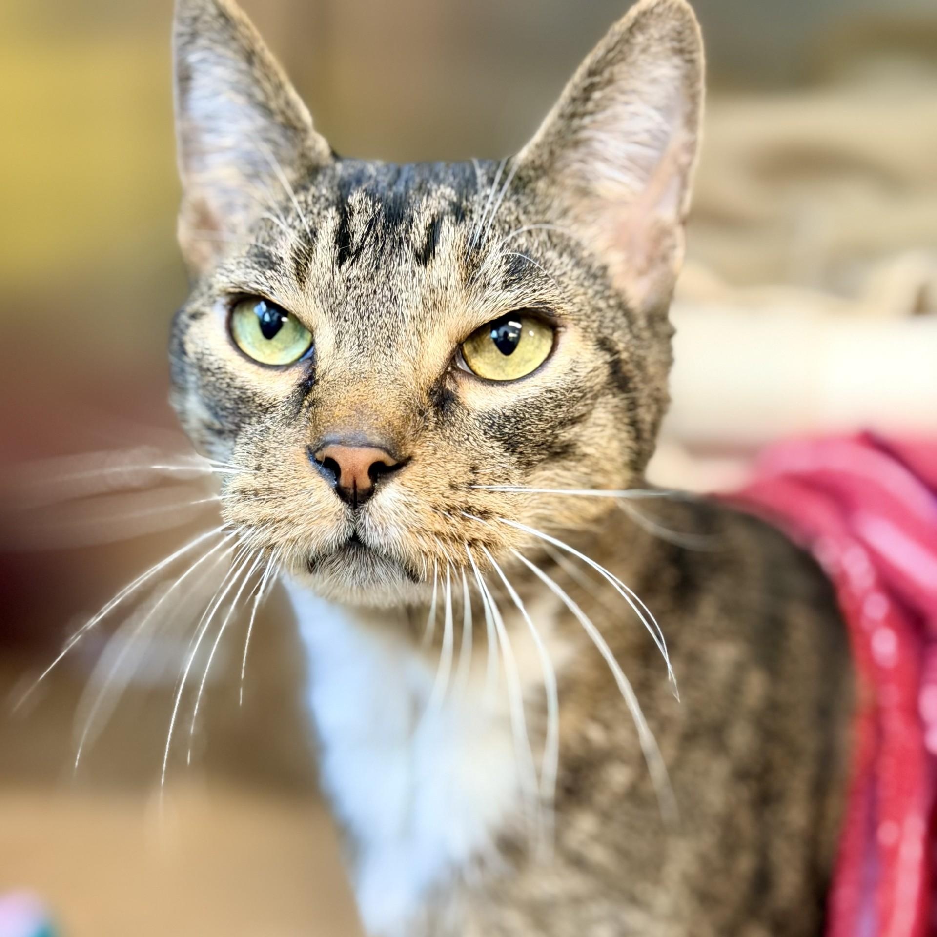 Judah, ADOPTABLE, Adult Male Domestic Short Hair.