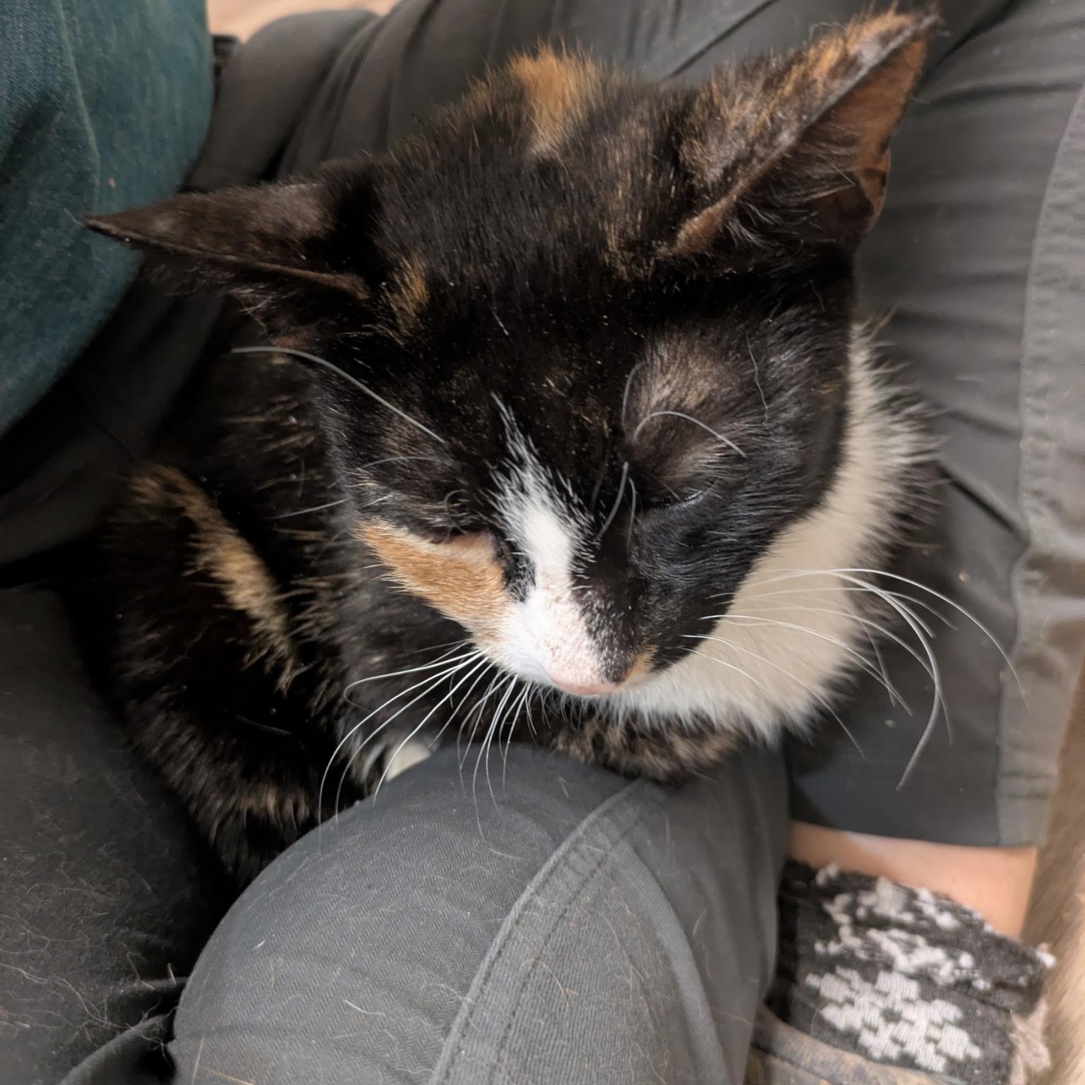 Enlarge Thalia, a ADOPTABLE Calico in Montclair, NJ image 3/4