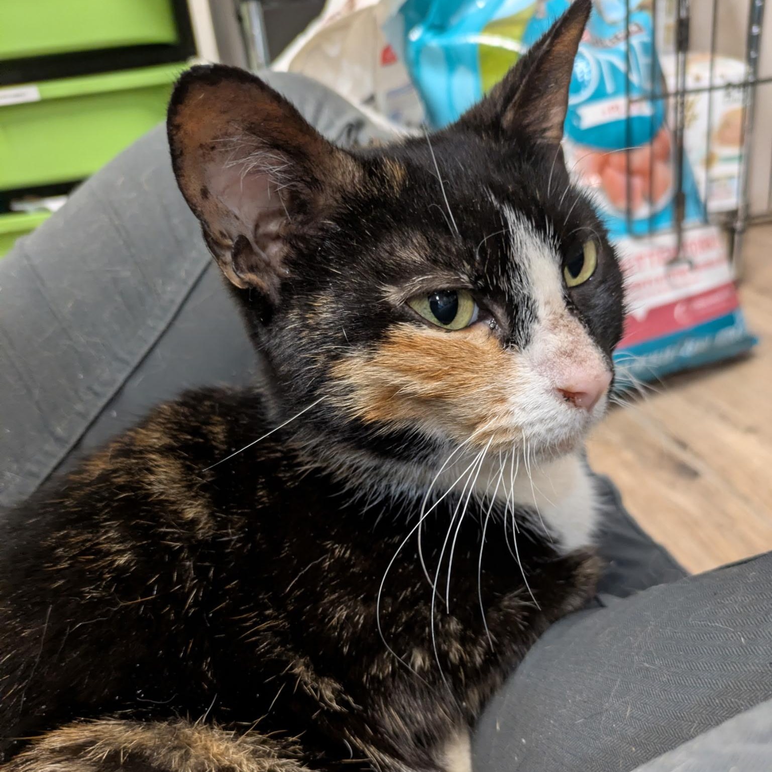 Enlarge Thalia, a ADOPTABLE Calico in Montclair, NJ image 4/4