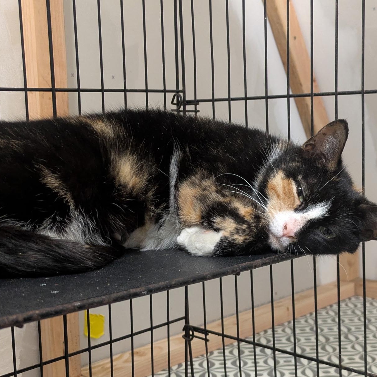 Enlarge Thalia, a ADOPTABLE Calico in Montclair, NJ image 2/4