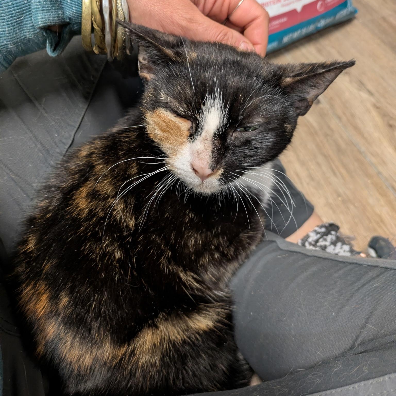 Enlarge Thalia, a ADOPTABLE Calico in Montclair, NJ image 1/4