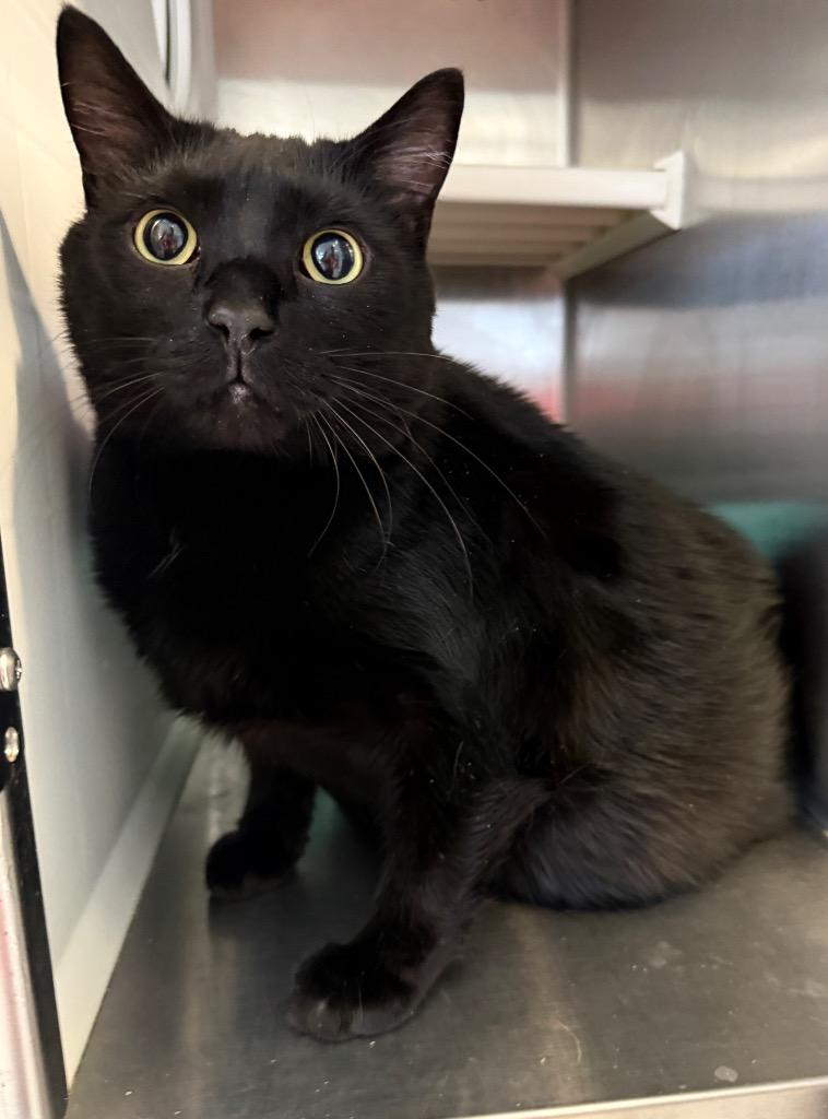 Jack, Adoptable, Adult Male Domestic Short Hair.