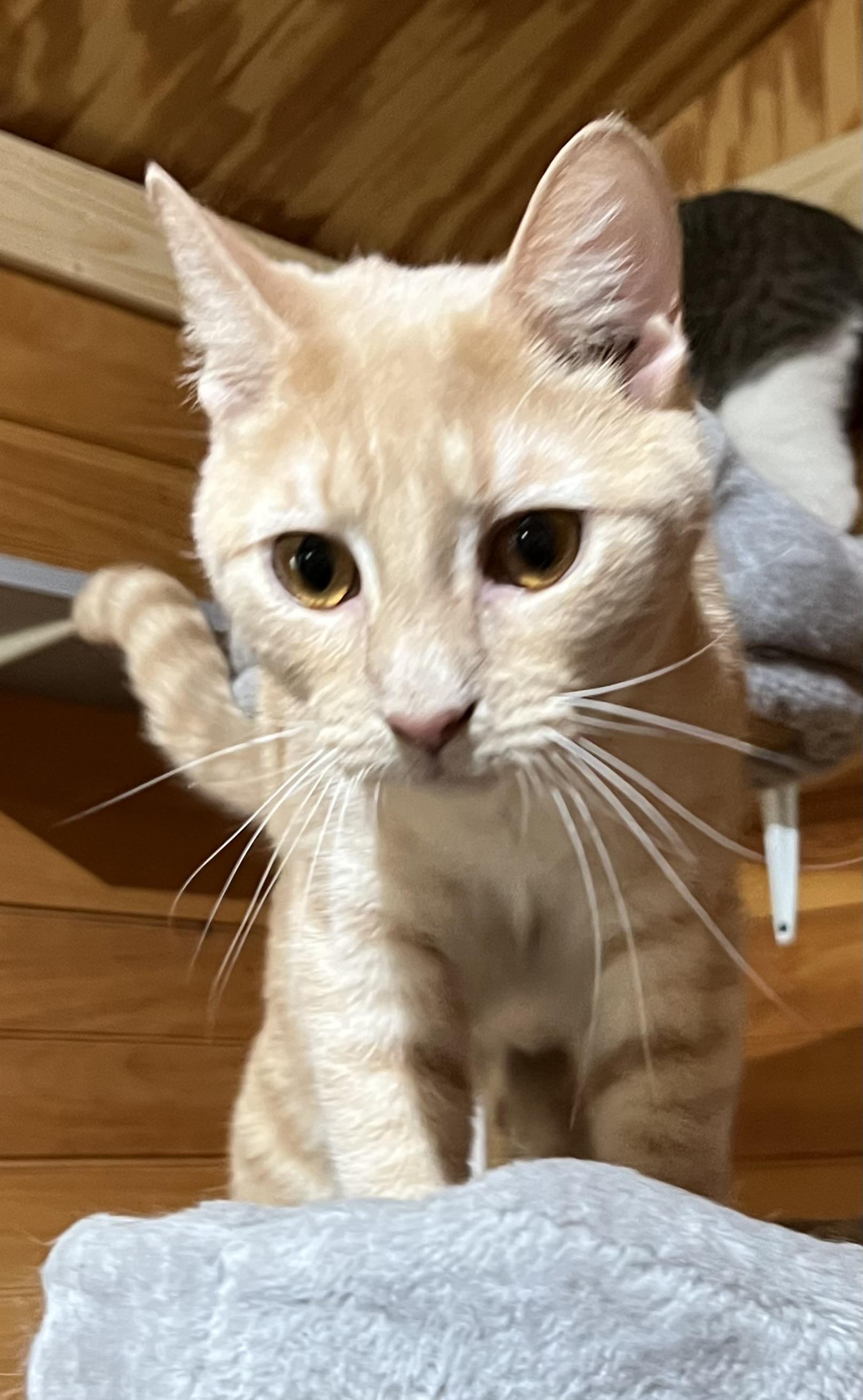 Shyanne, a Adoptable Domestic Short Hair in Knoxville, GA image 4/5