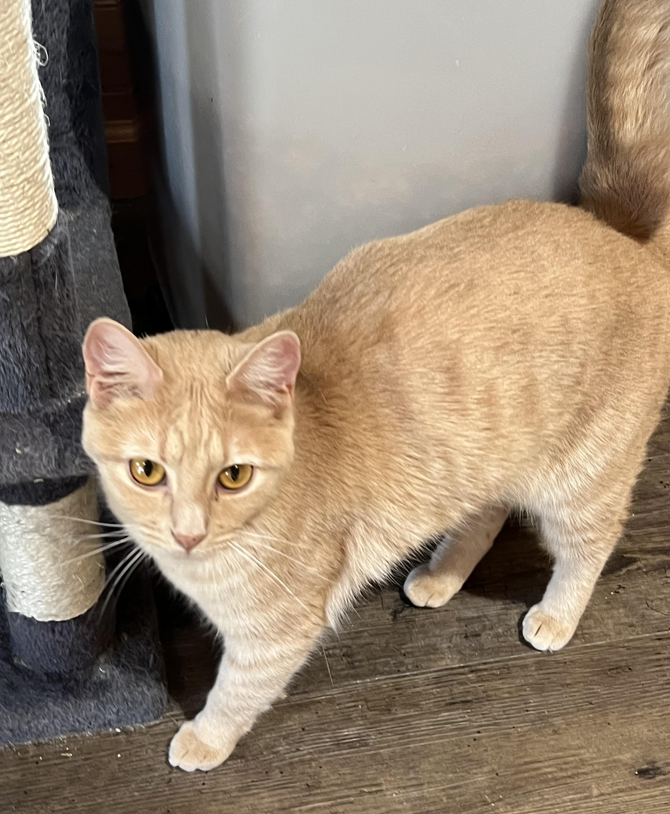 Shyanne, a Adoptable Domestic Short Hair in Knoxville, GA image 3/5