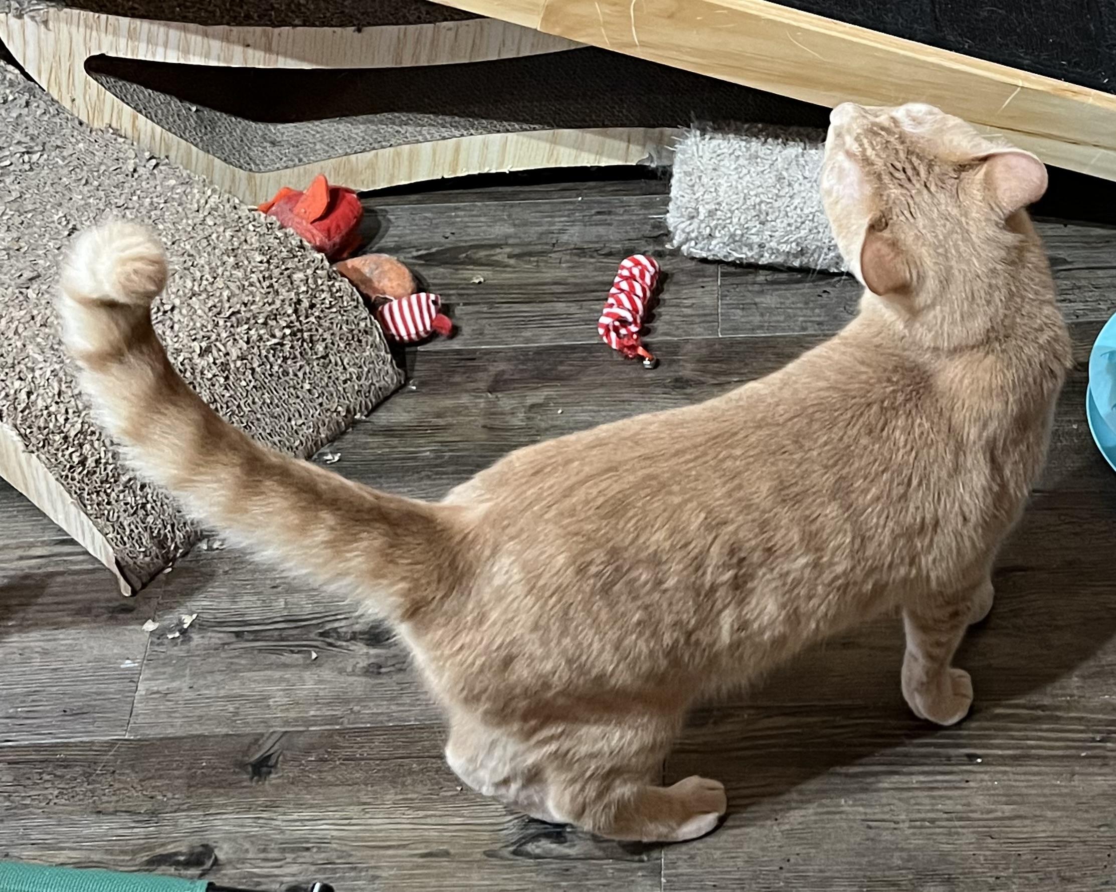 Shyanne, a Adoptable Domestic Short Hair in Knoxville, GA image 5/5