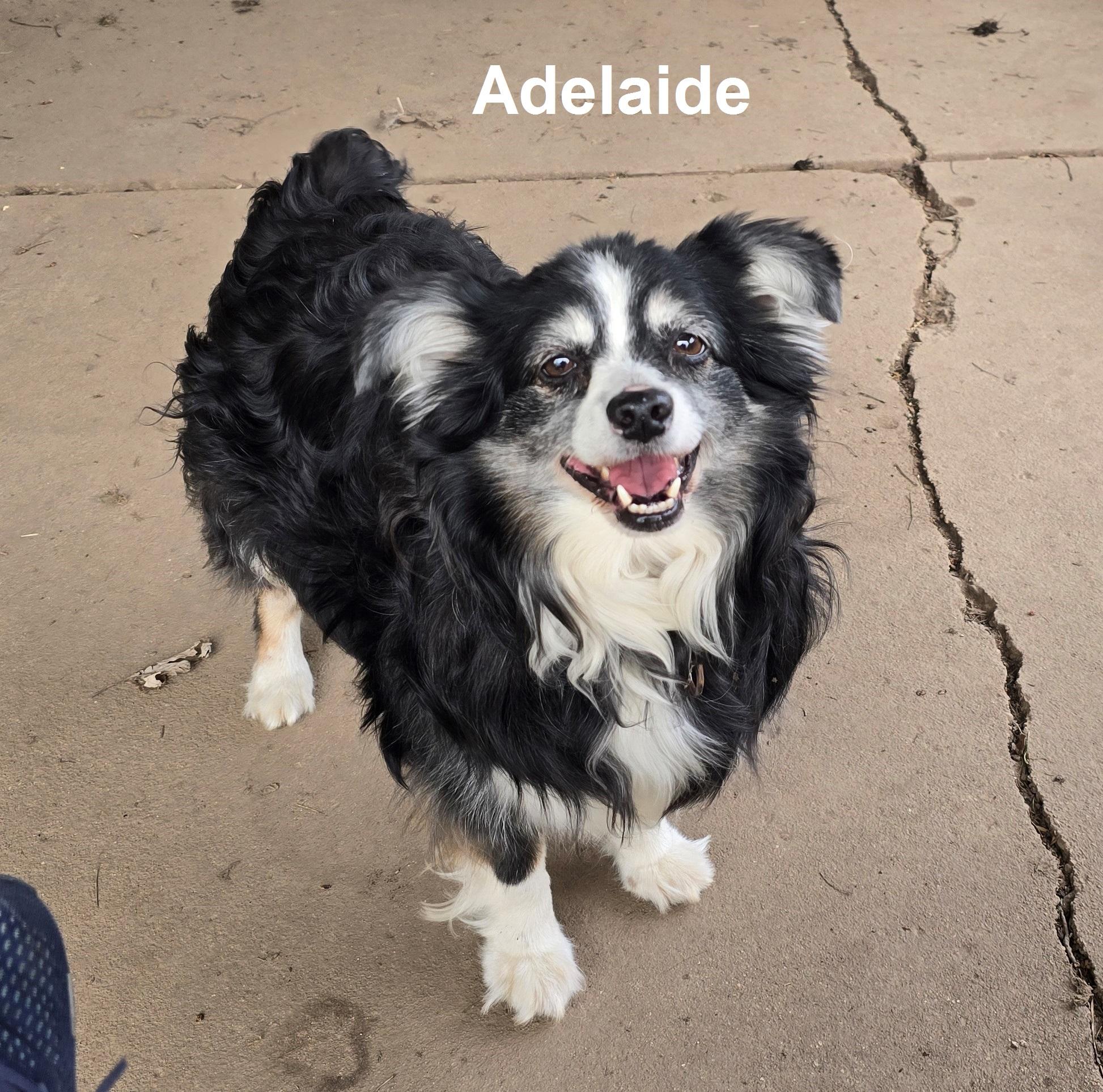 Adelaide and Melbourne - Mini Aussies, a Adopted Australian Shepherd in cedar springs, MI image 1/2