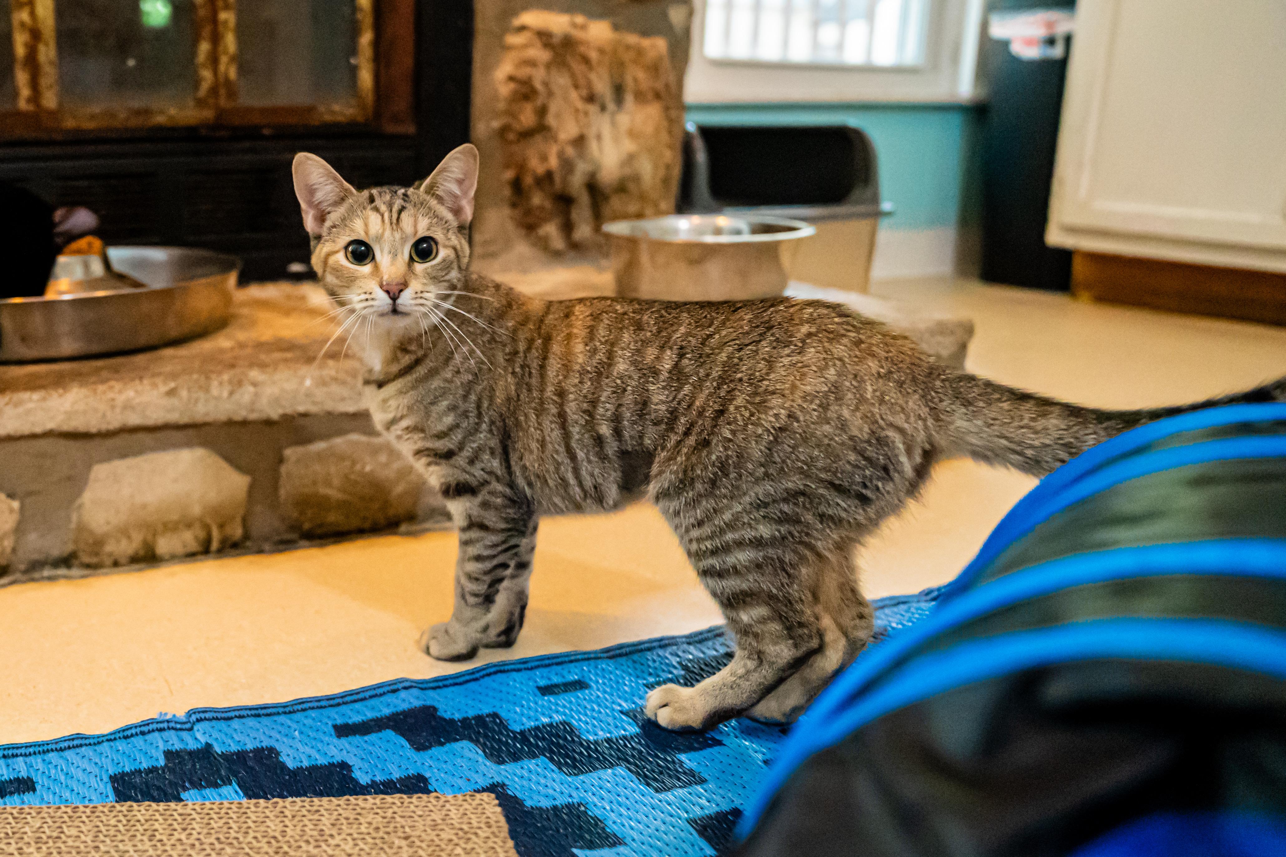 Pistachio, ADOPTABLE, Young Female Domestic Short Hair.