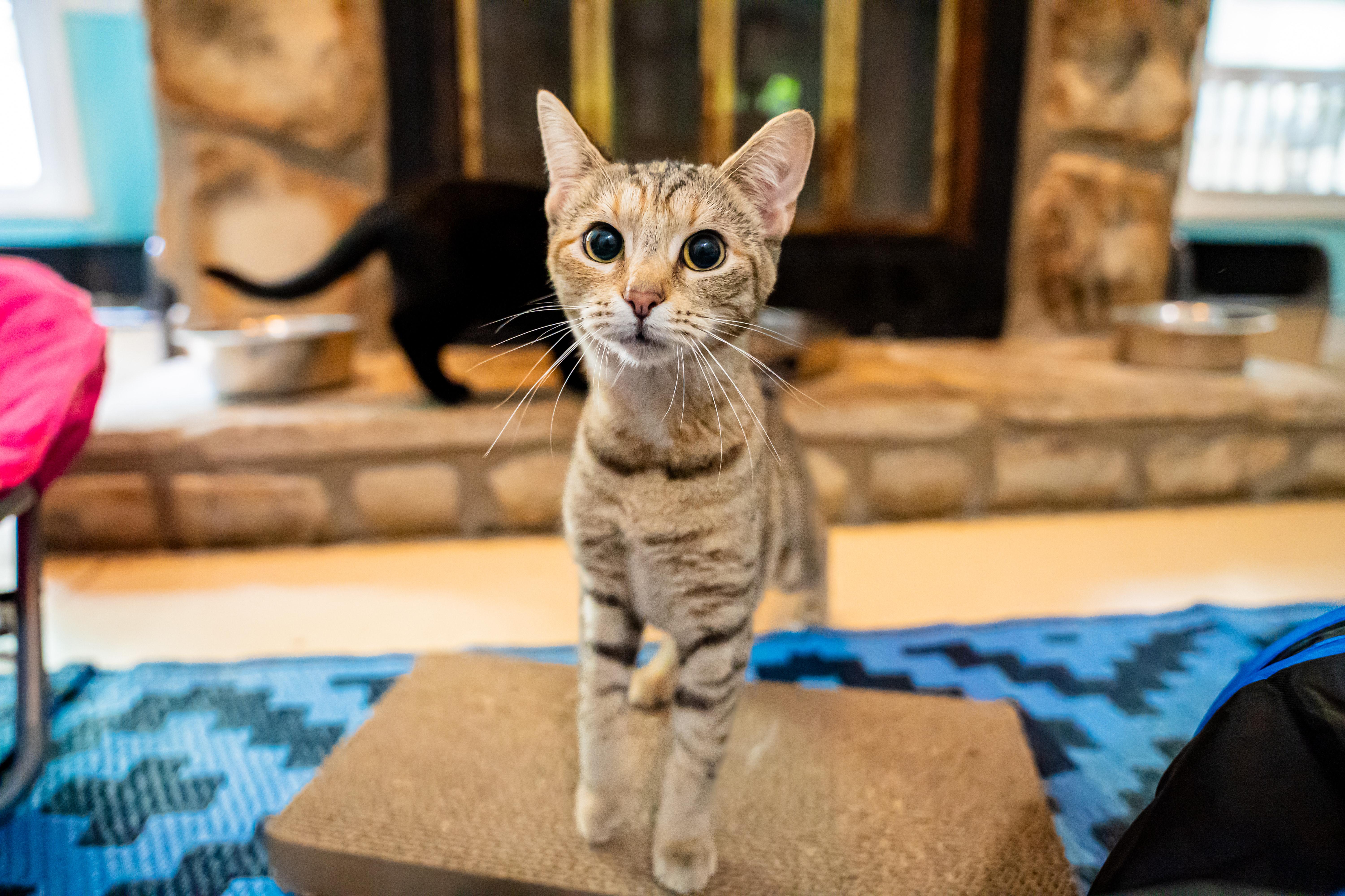 Enlarge Pistachio, a ADOPTABLE mixed breed in Dellslow, WV image 3/5