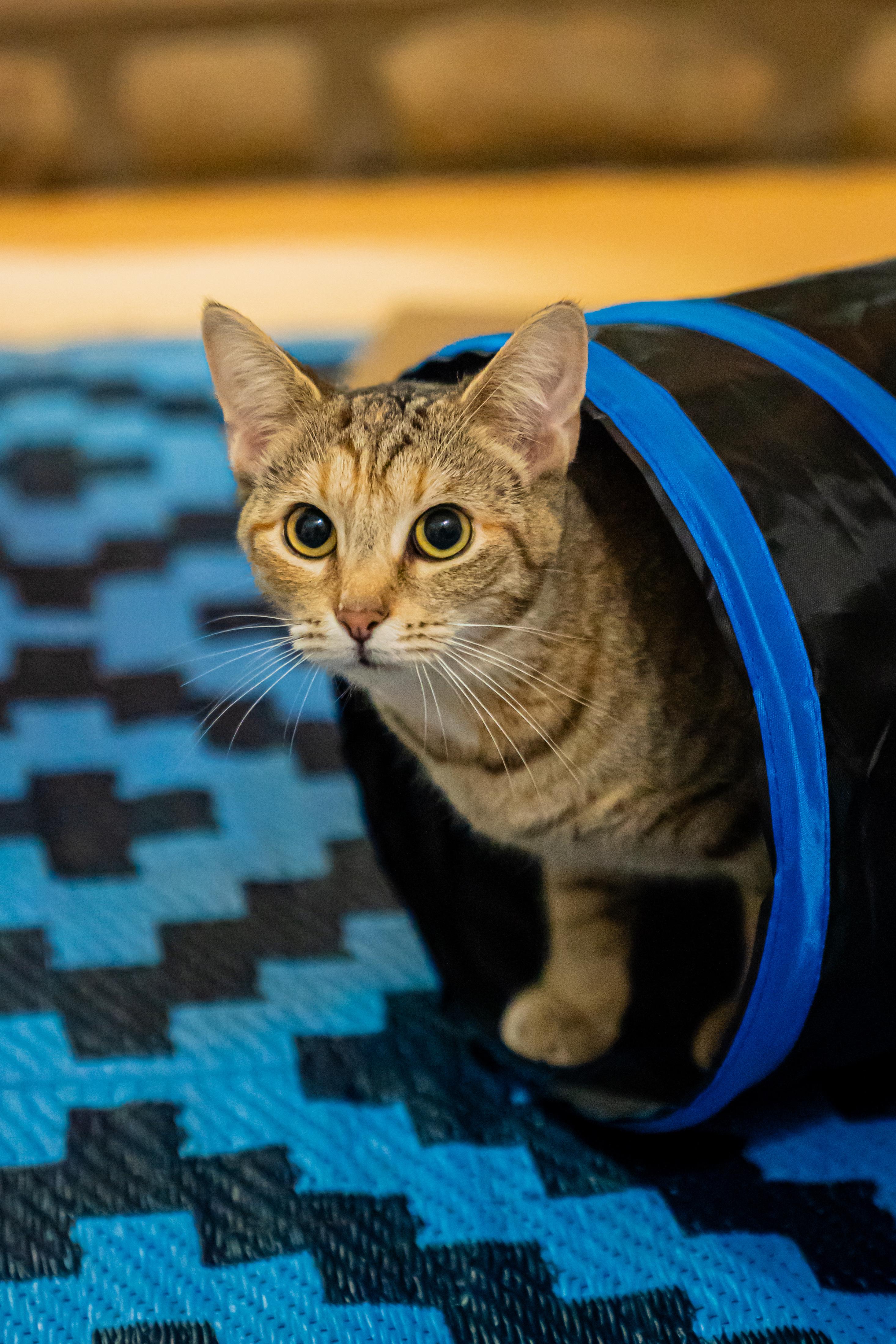 Enlarge Pistachio, a ADOPTABLE mixed breed in Dellslow, WV image 4/5