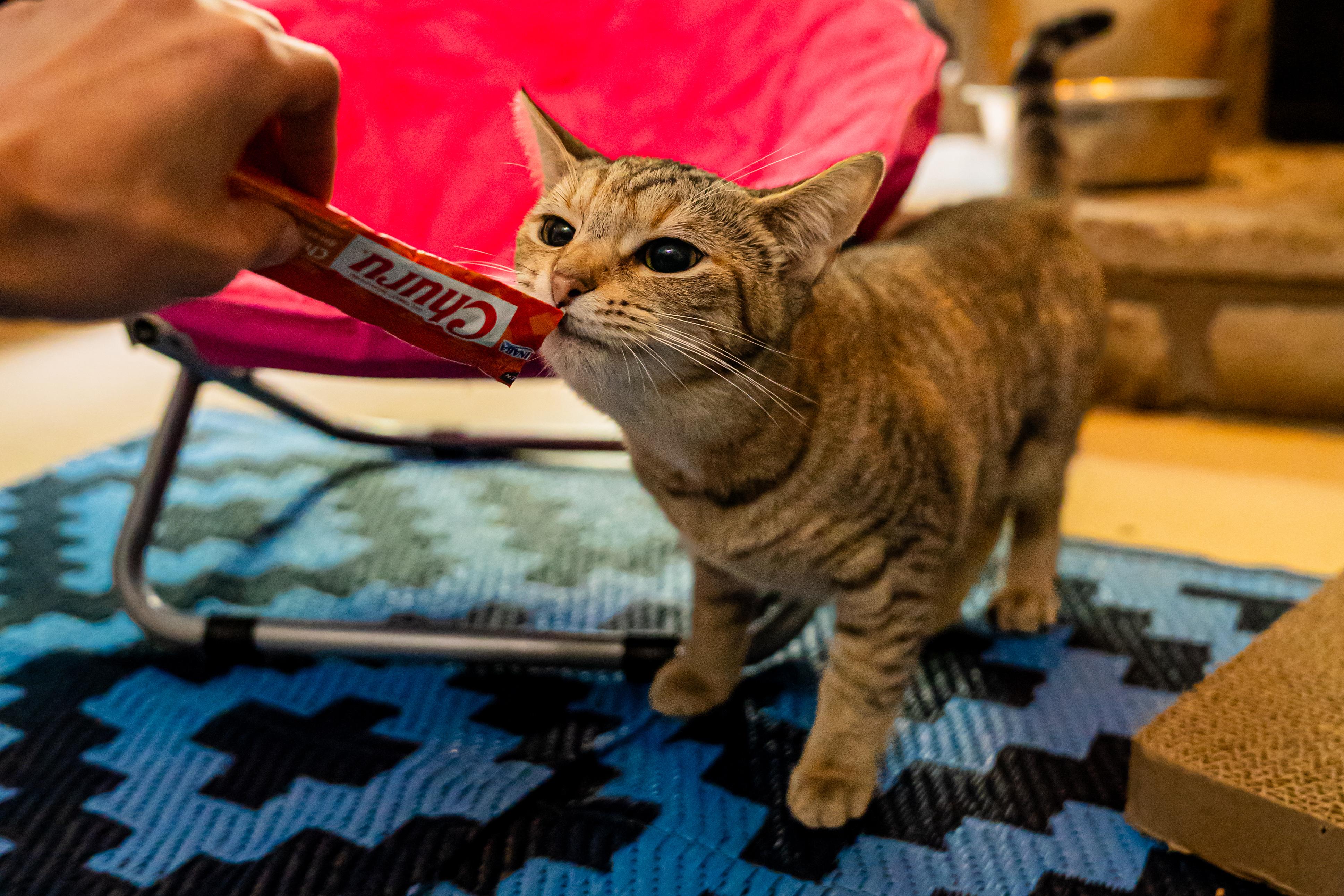 Enlarge Pistachio, a ADOPTABLE mixed breed in Dellslow, WV image 5/5