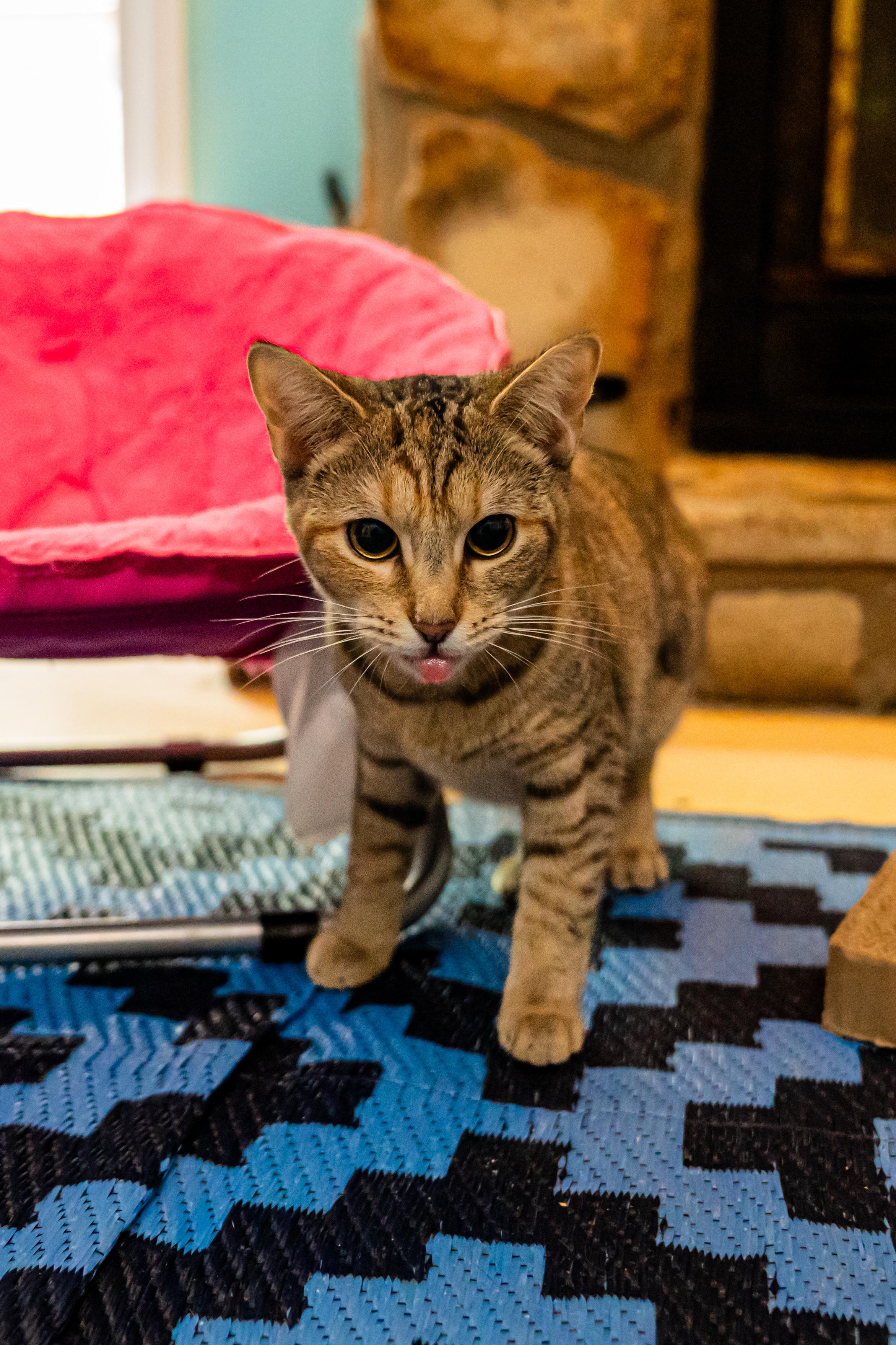 Enlarge Pistachio, a ADOPTABLE mixed breed in Dellslow, WV image 2/5