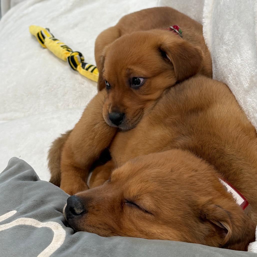 Enlarge 469 (2026) Wren, a Adoptable mixed breed in Parker, CO image 1/6
